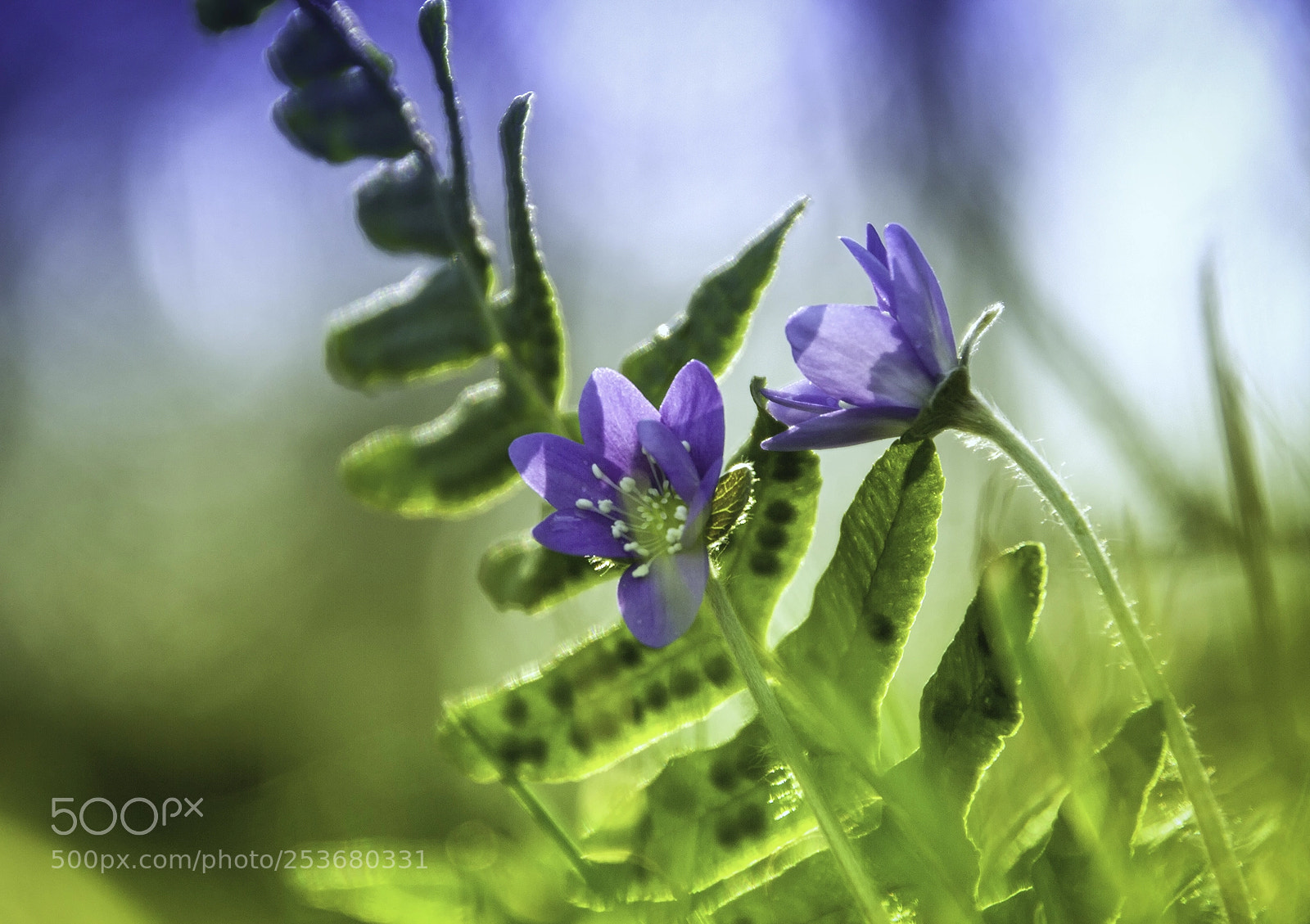 Canon EOS 7D sample photo. Blue&sun photography