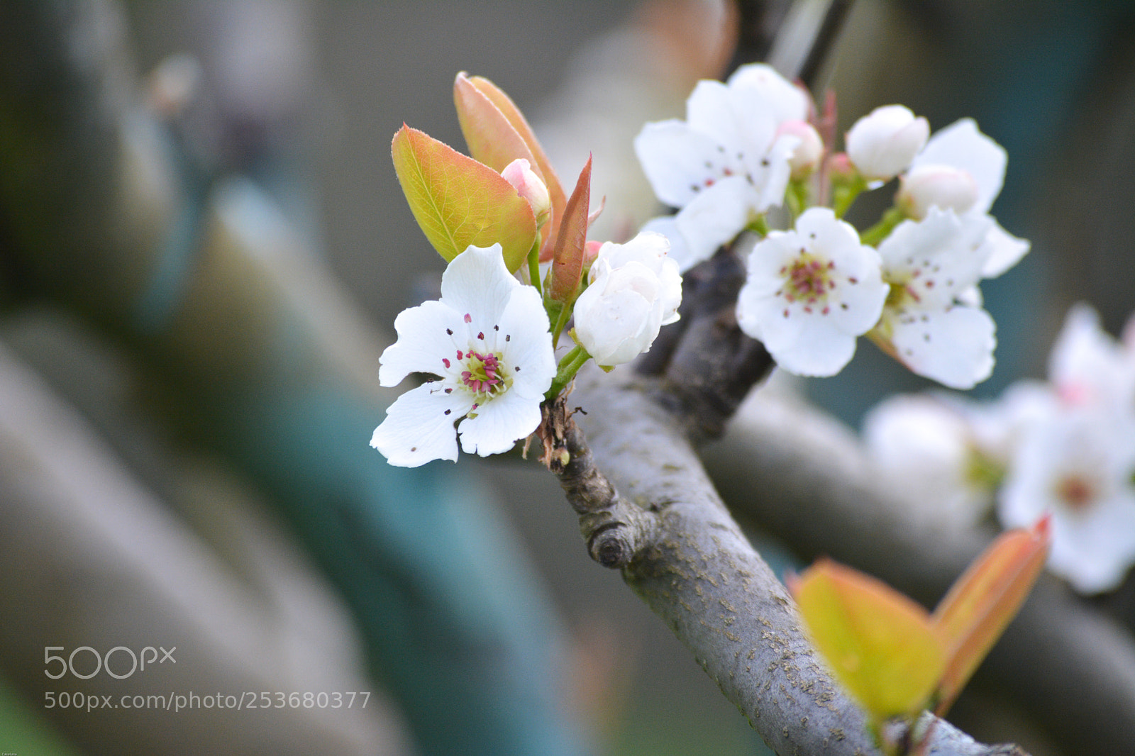 Nikon D5200 sample photo. Apple flowers photography