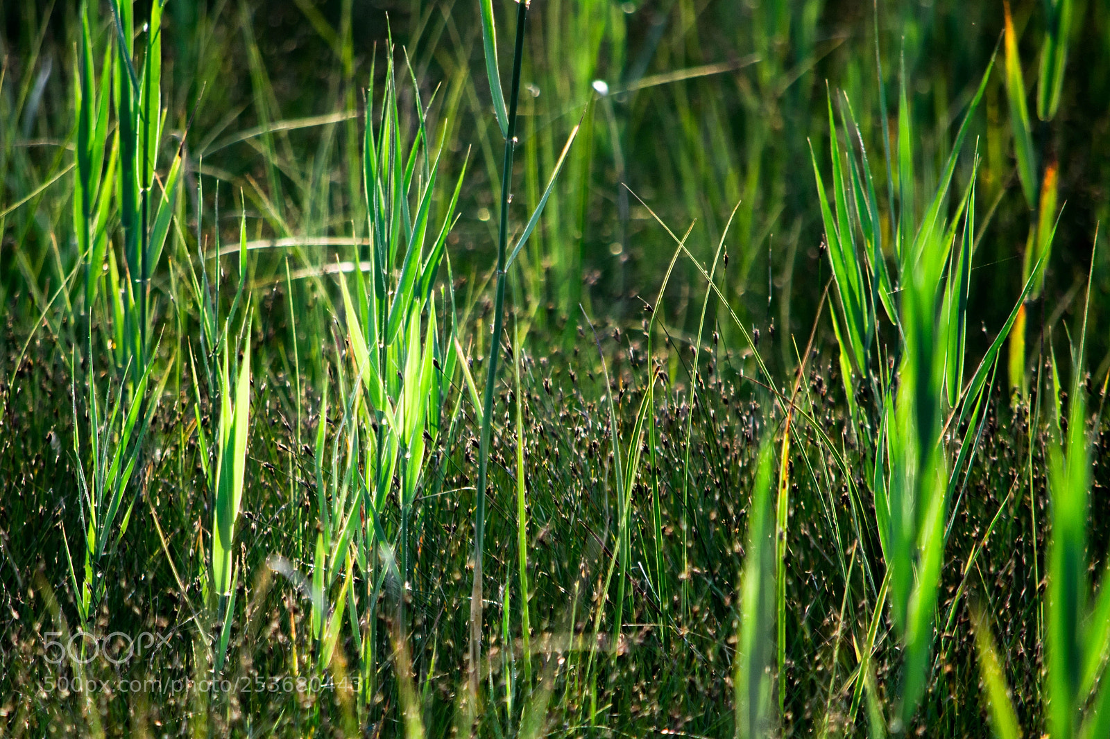 Nikon D7100 sample photo. Env green grasses photography
