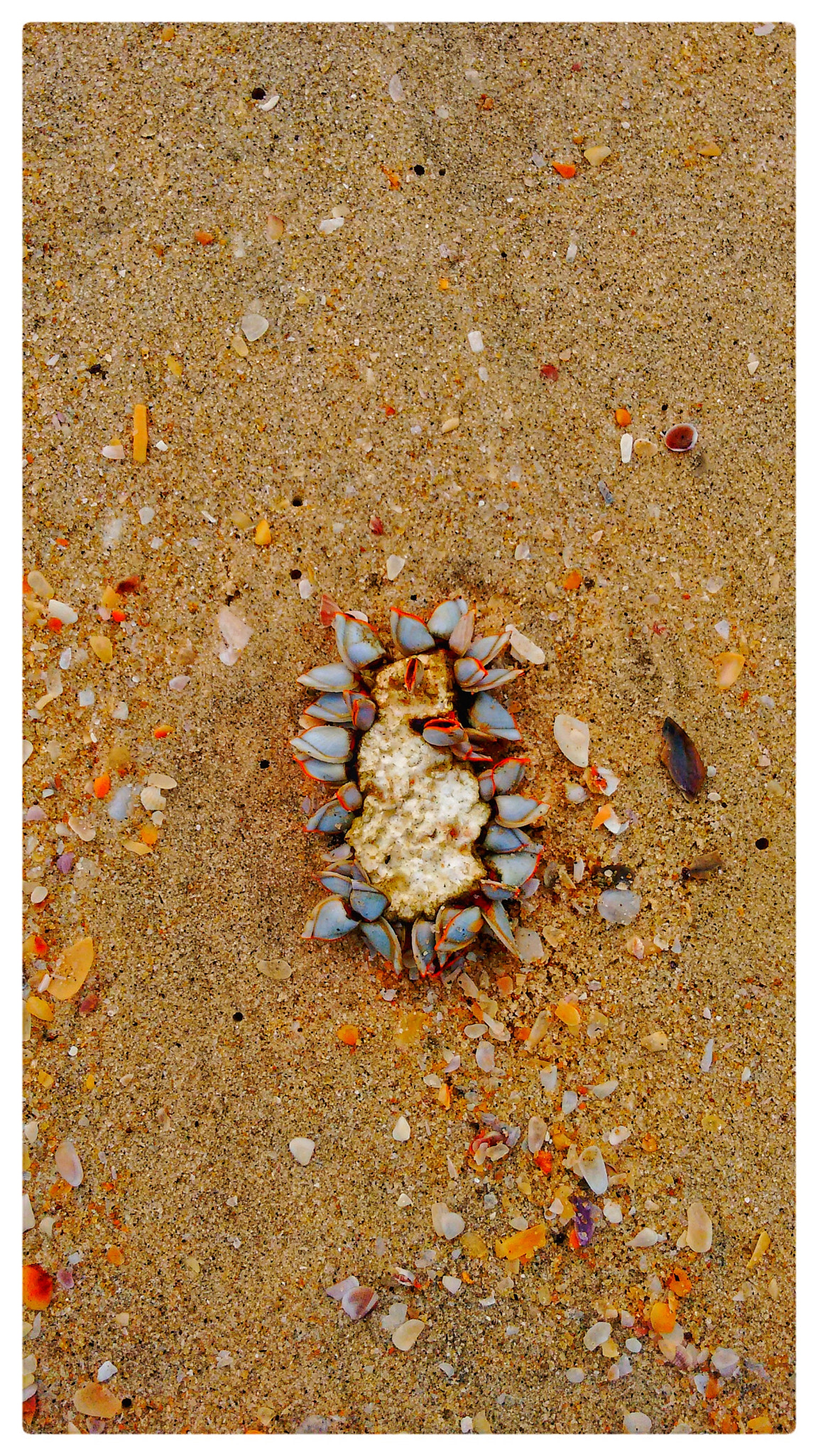 Motorola Moto G (2nd Gen) sample photo. Sea creature photography