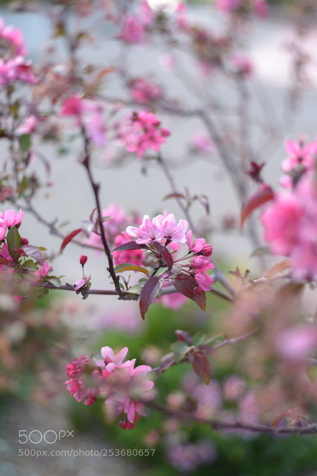 Nikon D610 sample photo. Con te partiro photography