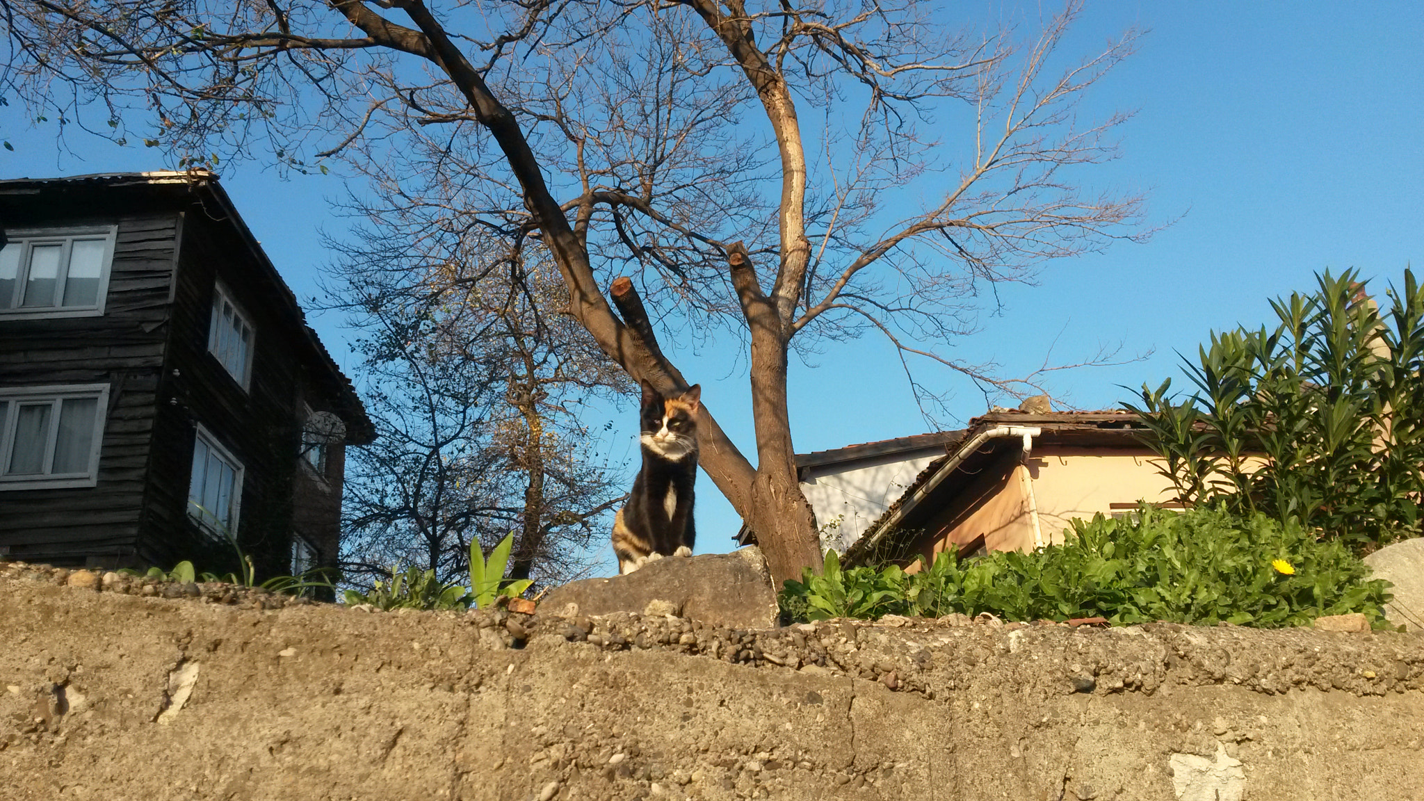 Samsung Galaxy S4 Active sample photo. Kitten pose photography
