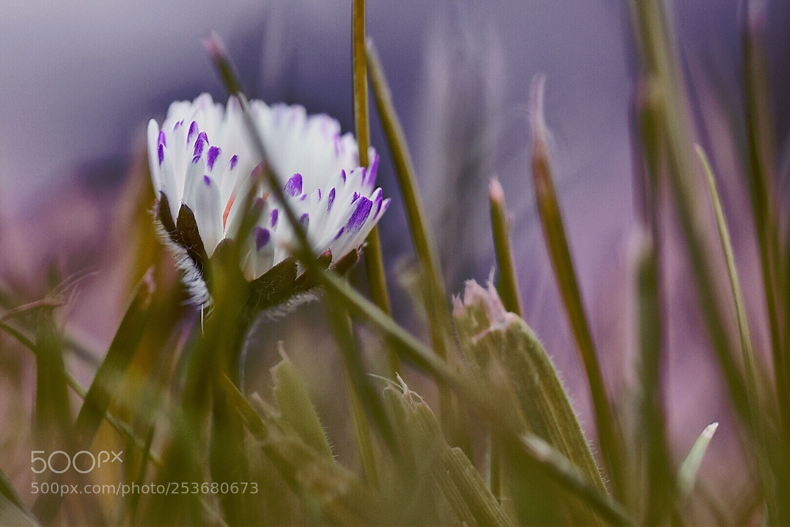 Nikon D5600 sample photo. Moody nature photography