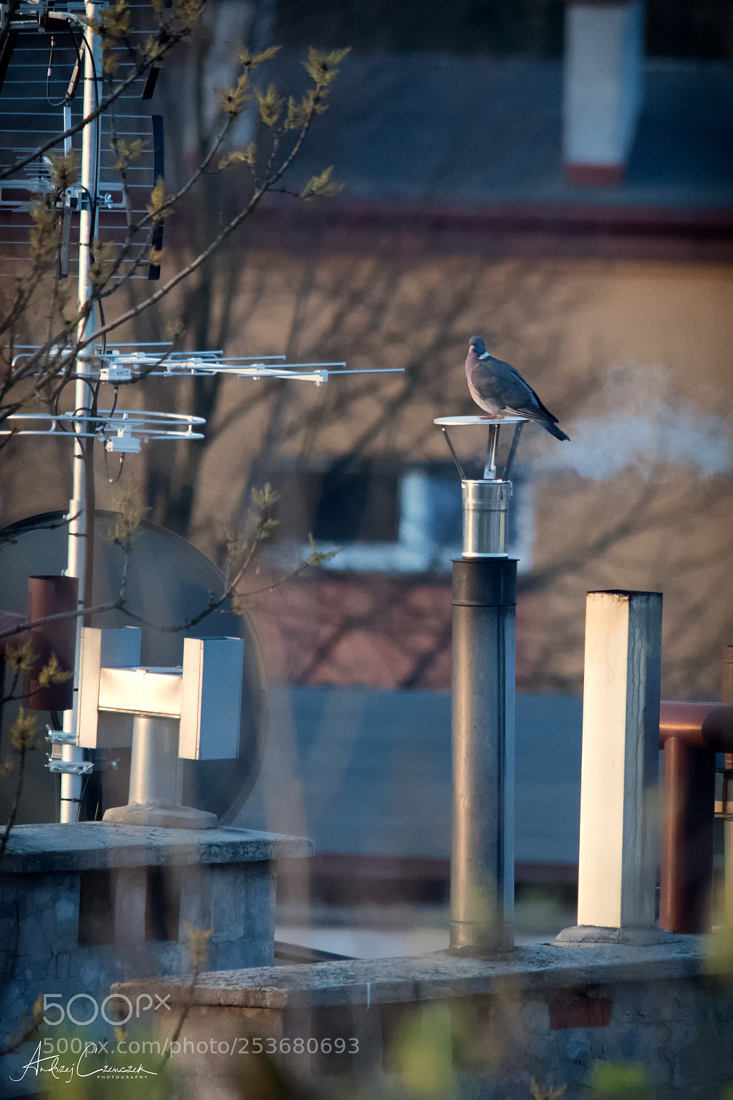 Nikon D5 sample photo. I warm up my photography