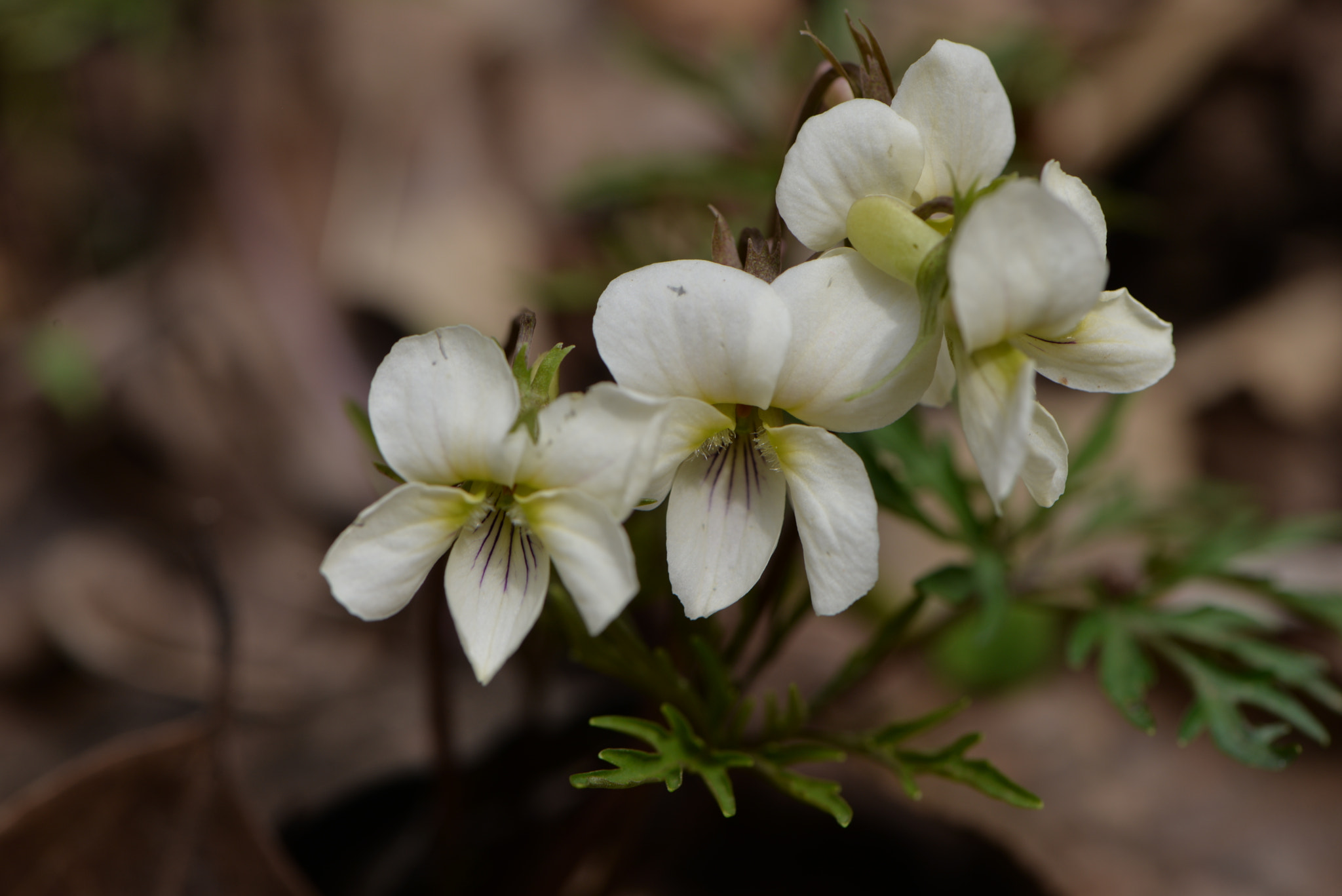 Nikon AF-S Micro-Nikkor 105mm F2.8G IF-ED VR sample photo