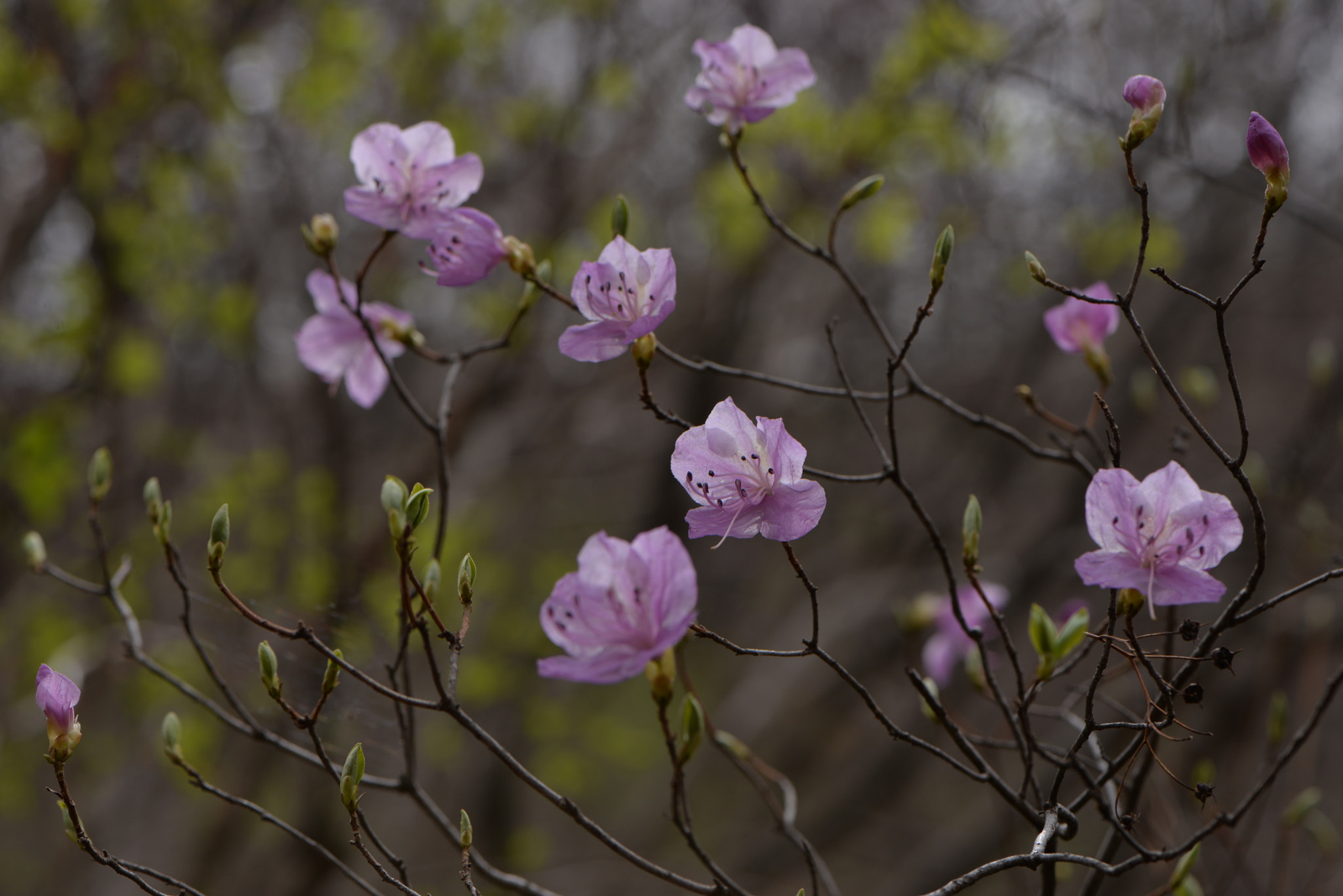 Nikon AF-S Micro-Nikkor 105mm F2.8G IF-ED VR sample photo