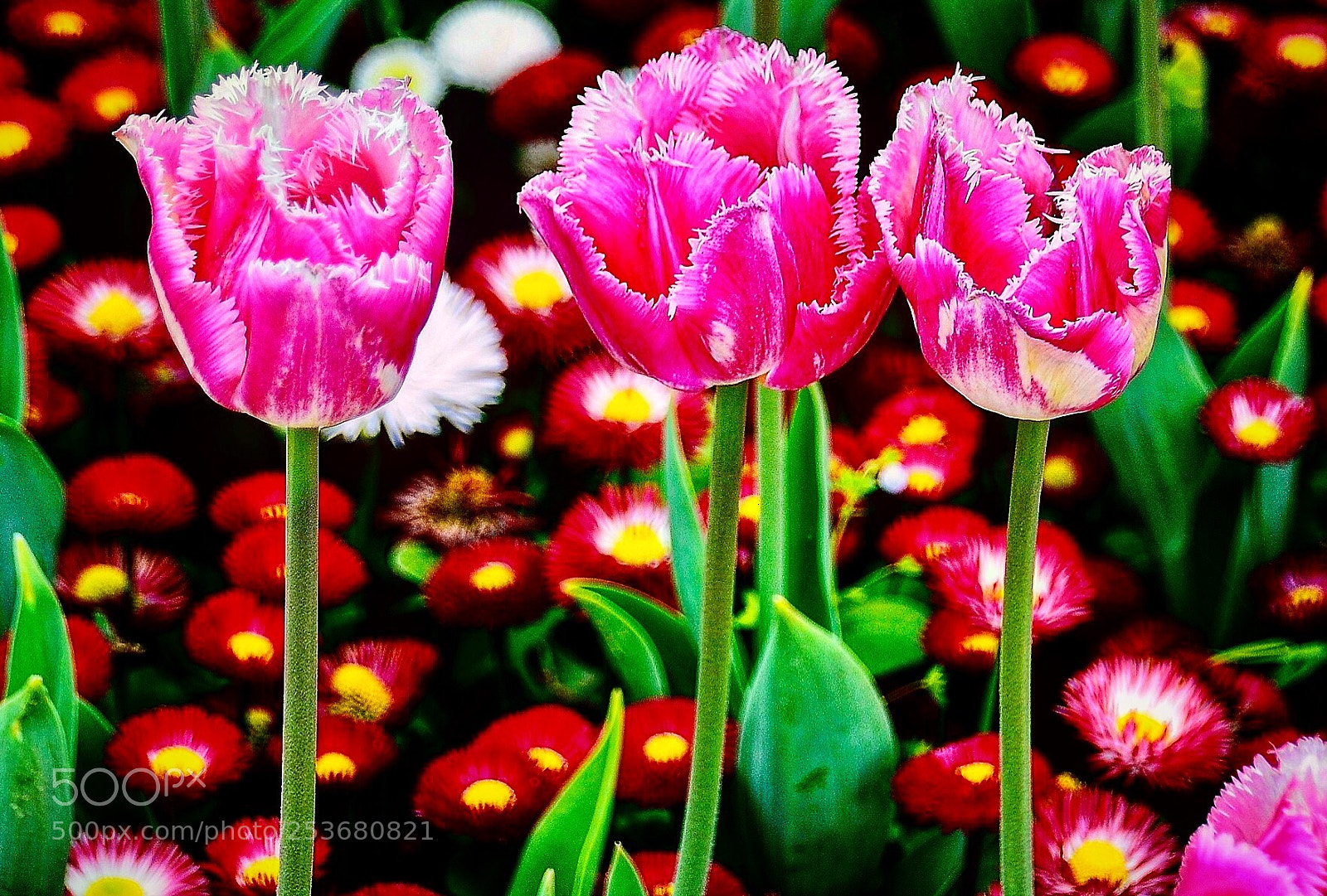 Nikon D7000 sample photo. Lovely tulips photography