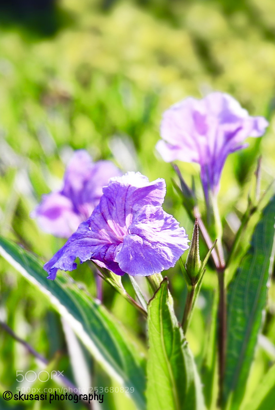 Canon EOS 200D (EOS Rebel SL2 / EOS Kiss X9) sample photo. Simply beautiful! photography