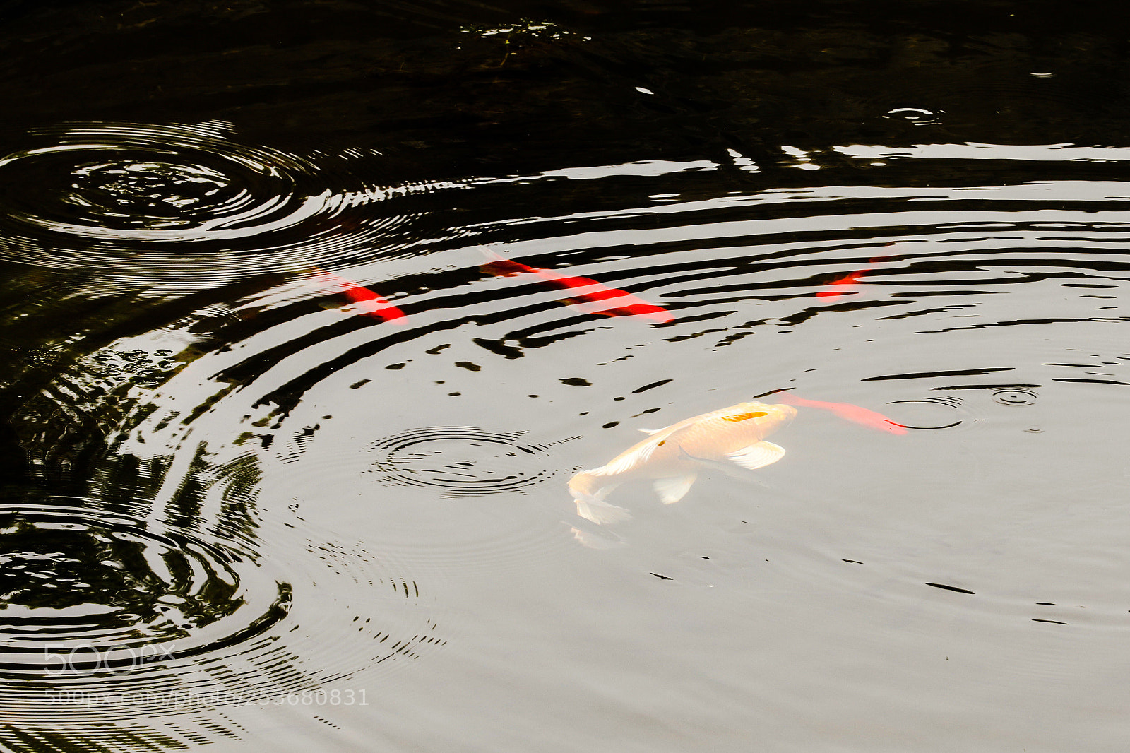 Canon EOS 5D Mark IV sample photo. 溪流渺渺净涟漪 鱼跃鱼潜乐自知 photography