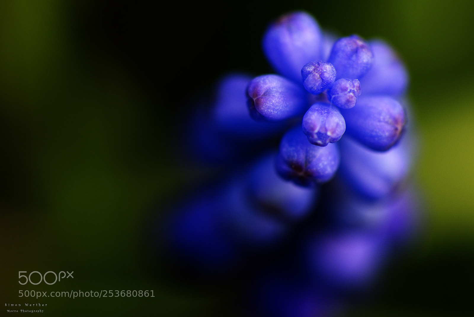 Nikon D5600 sample photo. Traubenhyazinthe photography