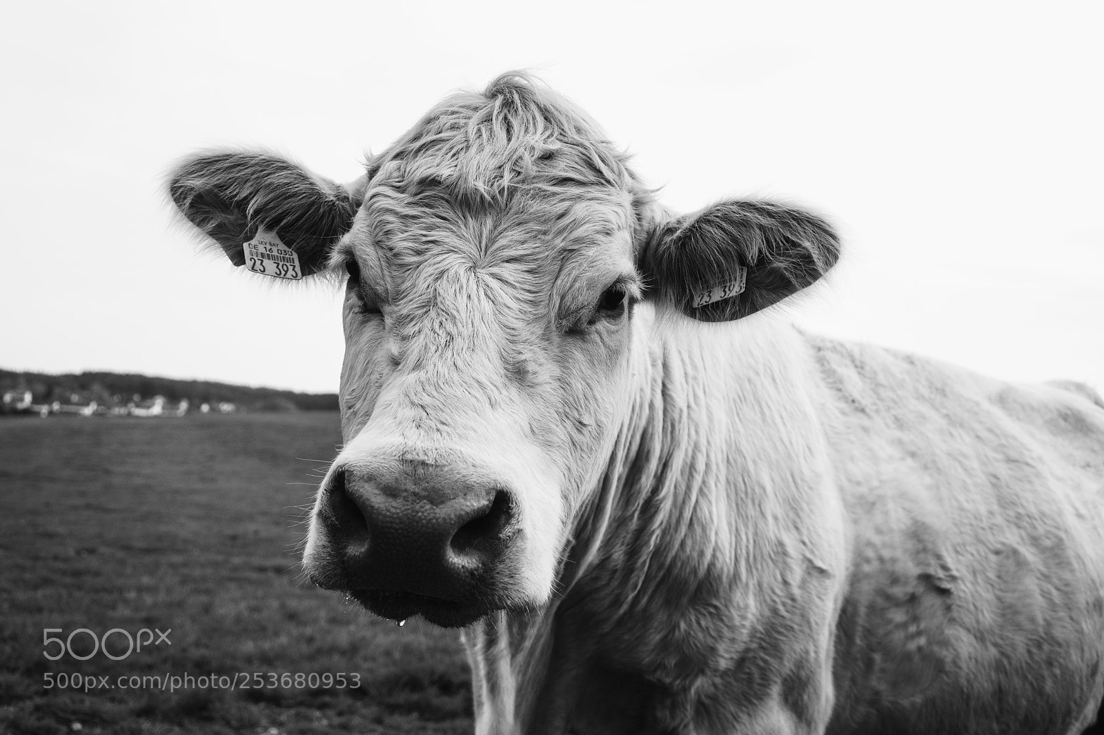 Sony a7 sample photo. Portrait photography