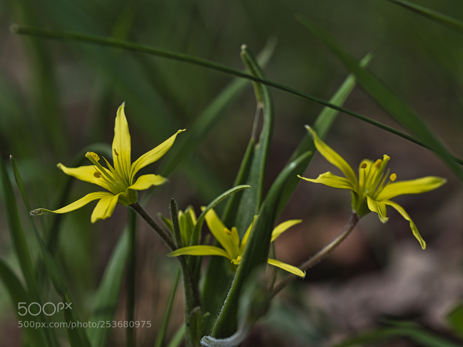 Sony ILCA-77M2 sample photo. Wald-gelbstern photography