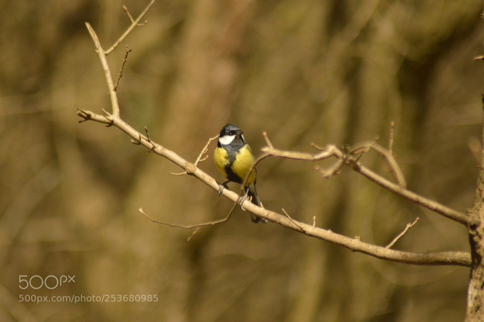Nikon D3200 sample photo. Great tit sitting on photography