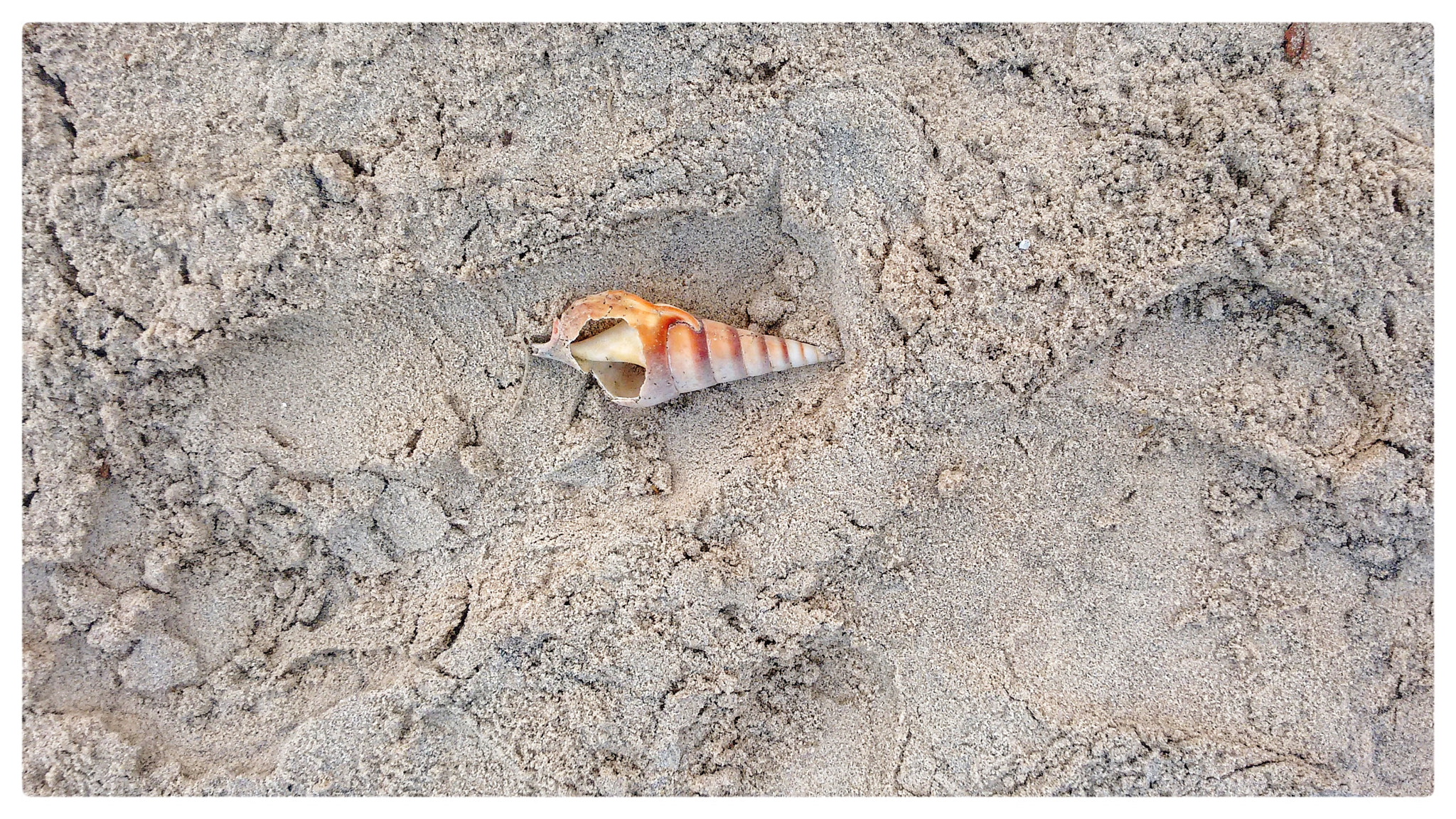 Motorola Moto G (2nd Gen) sample photo. Sea creature photography