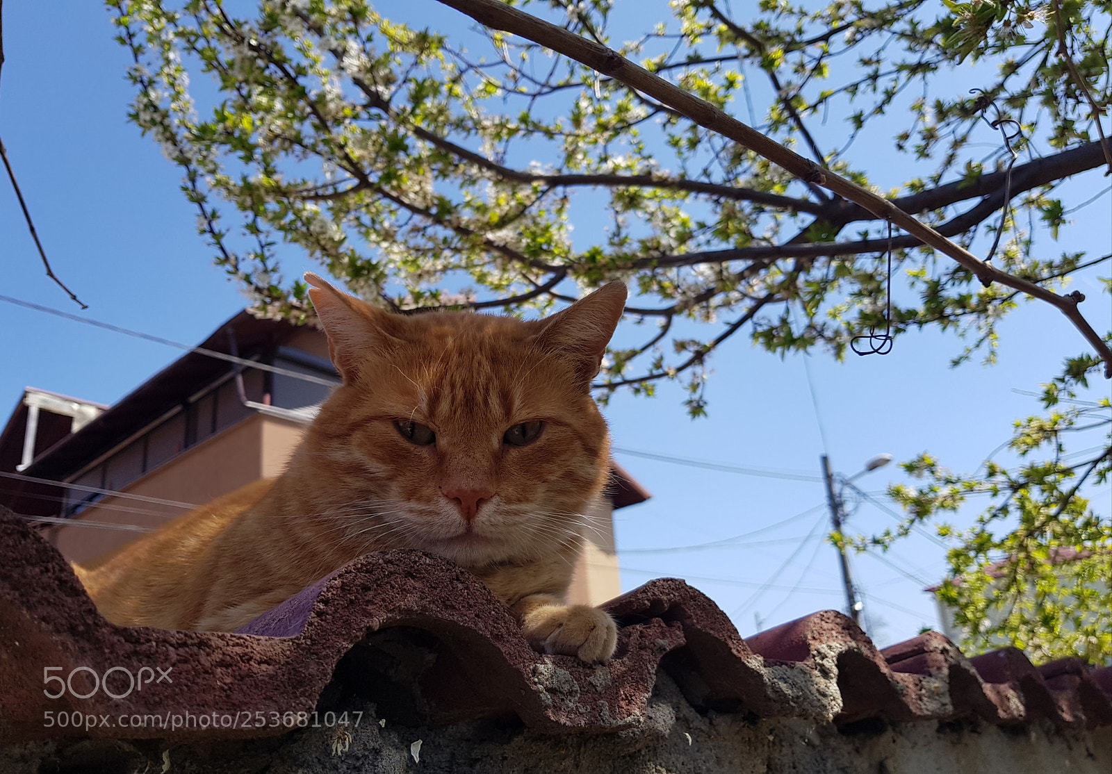 Samsung Galaxy S8 sample photo. Untitled photography