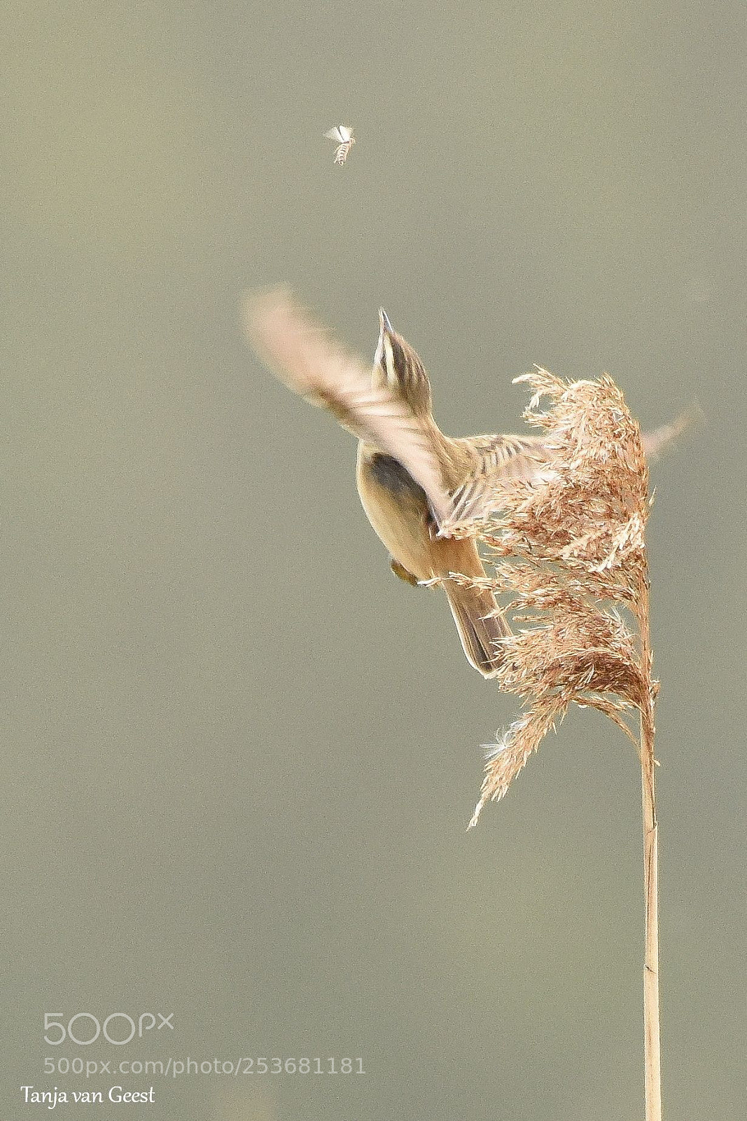 Nikon D5500 sample photo. Sedge warbler is going photography
