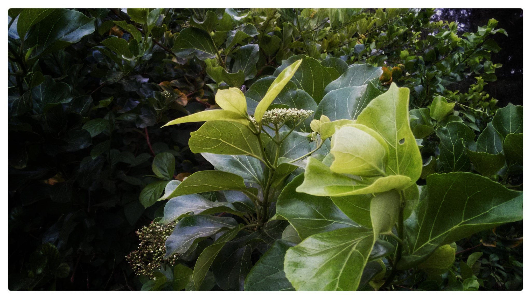 Motorola Moto G (2nd Gen) sample photo. Leaf photography