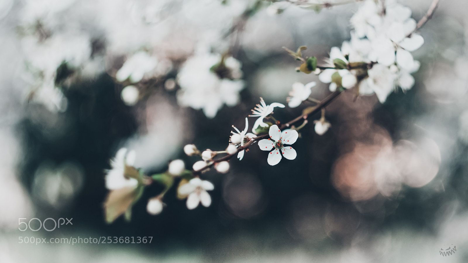 Sony Alpha DSLR-A100 sample photo. Spring next steps photography