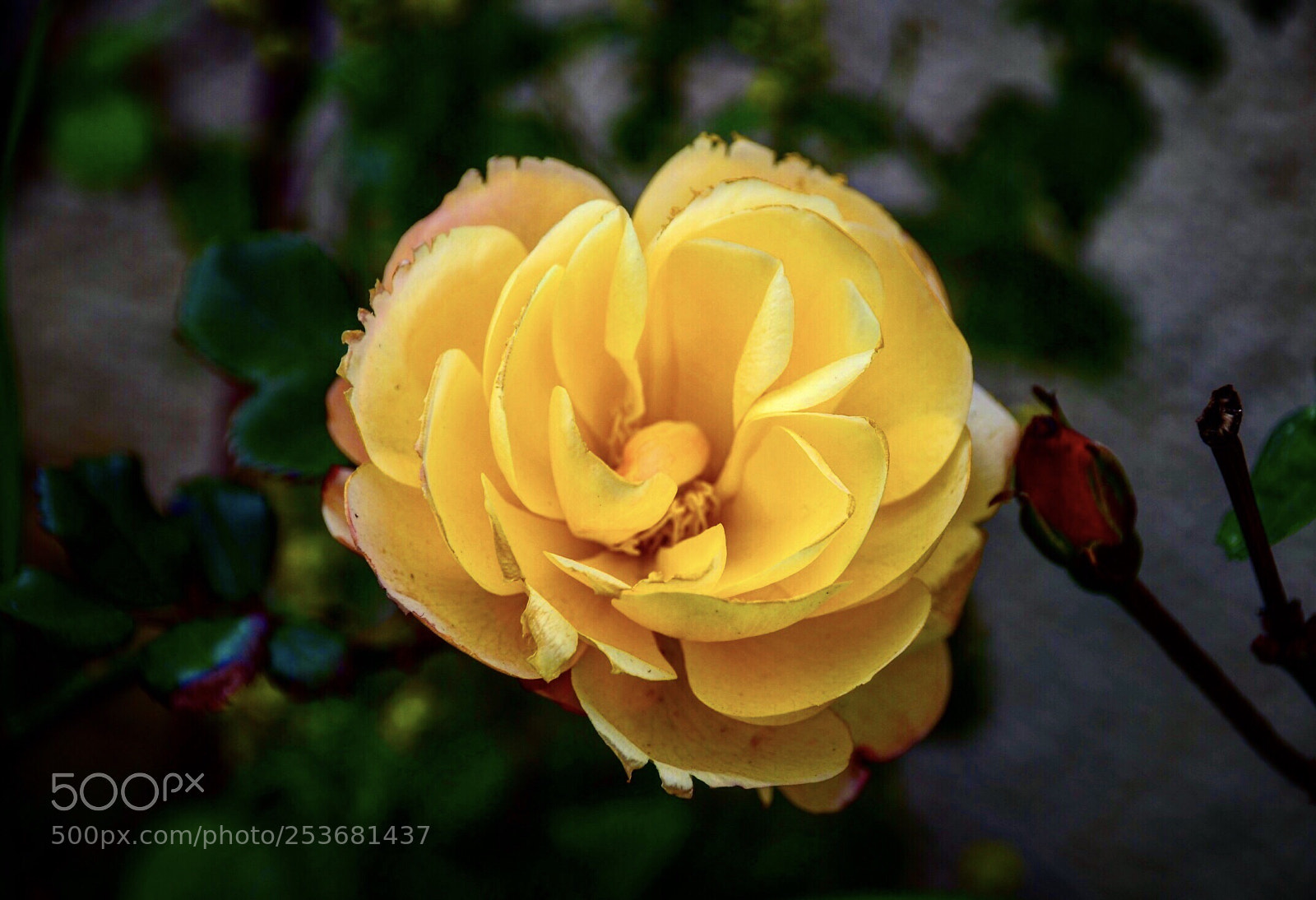 Nikon D7000 sample photo. Yellow rose photography