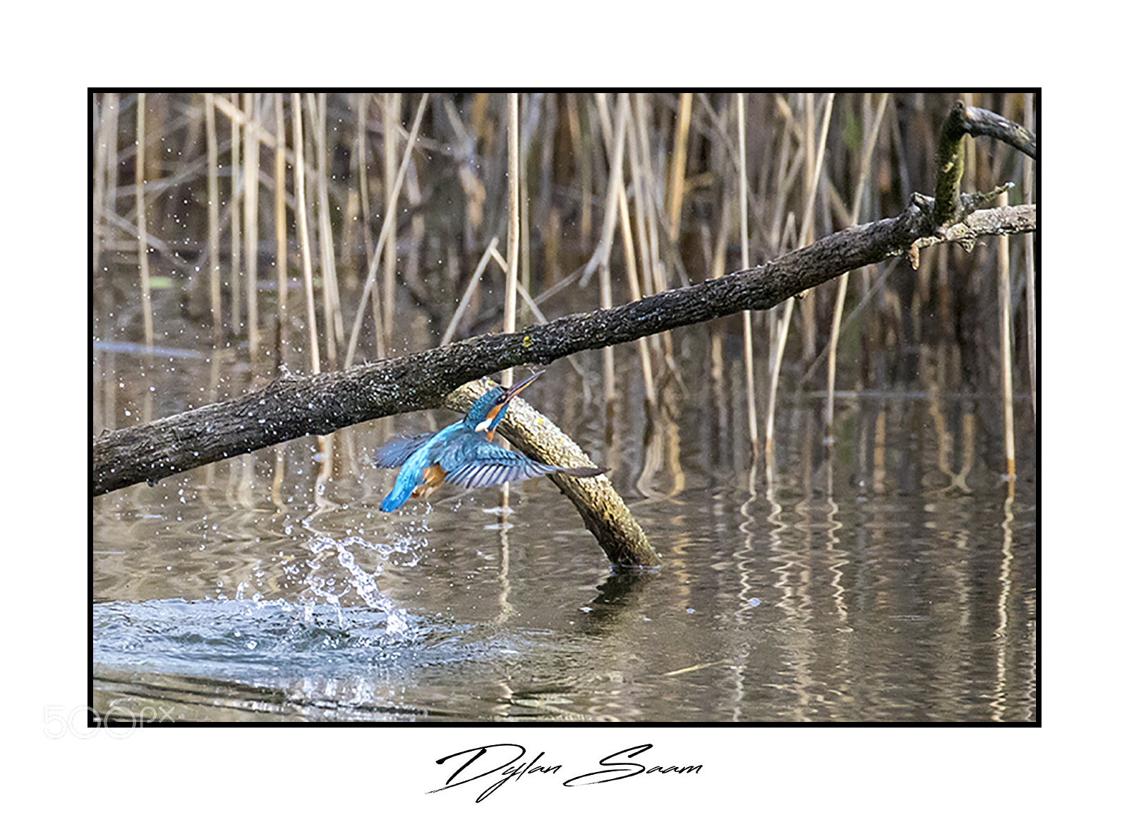 Canon EOS 5D Mark IV sample photo. Martin-pêcheur photography