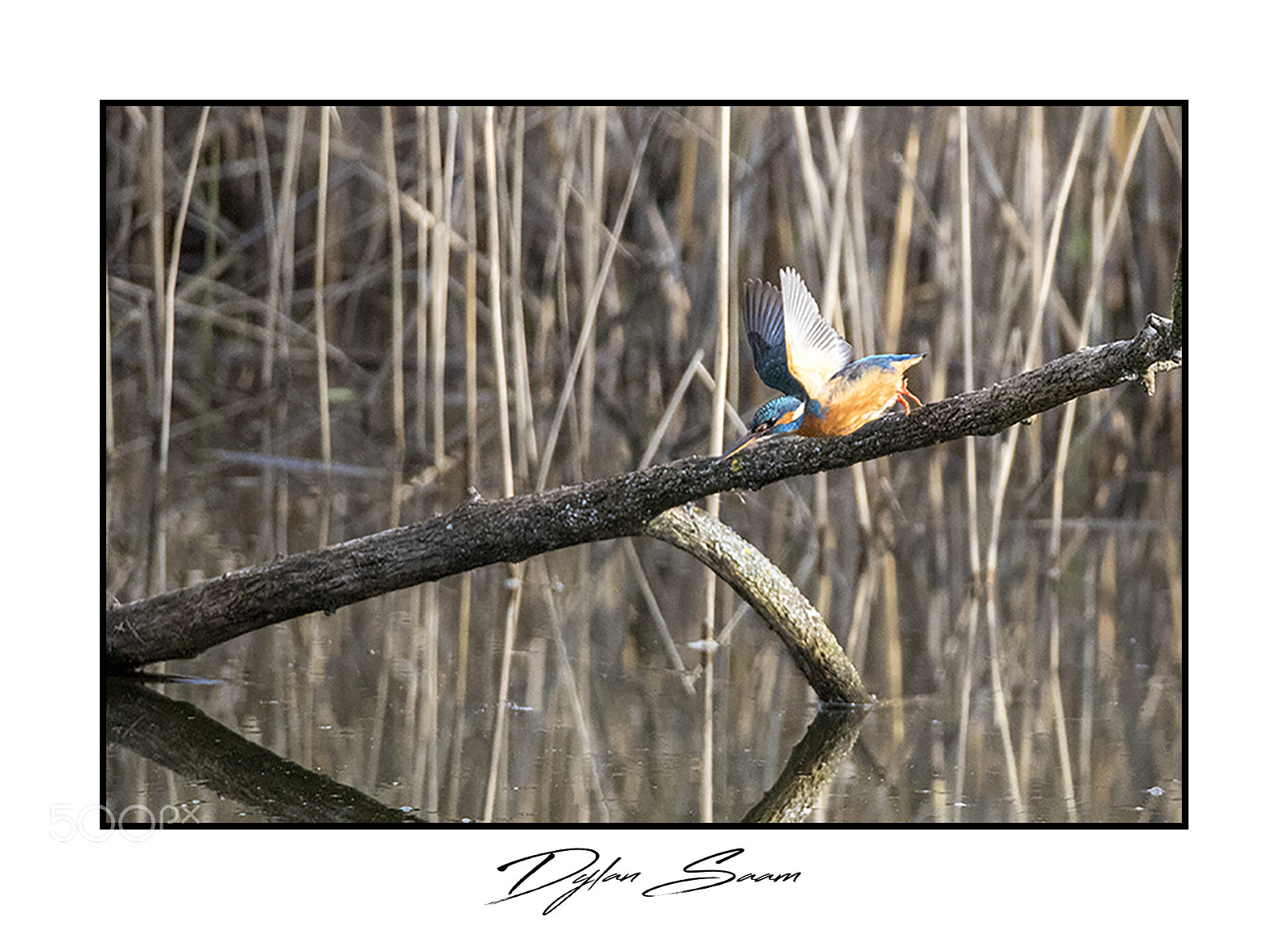 Canon EOS 5D Mark IV sample photo. Martin-pêcheur photography