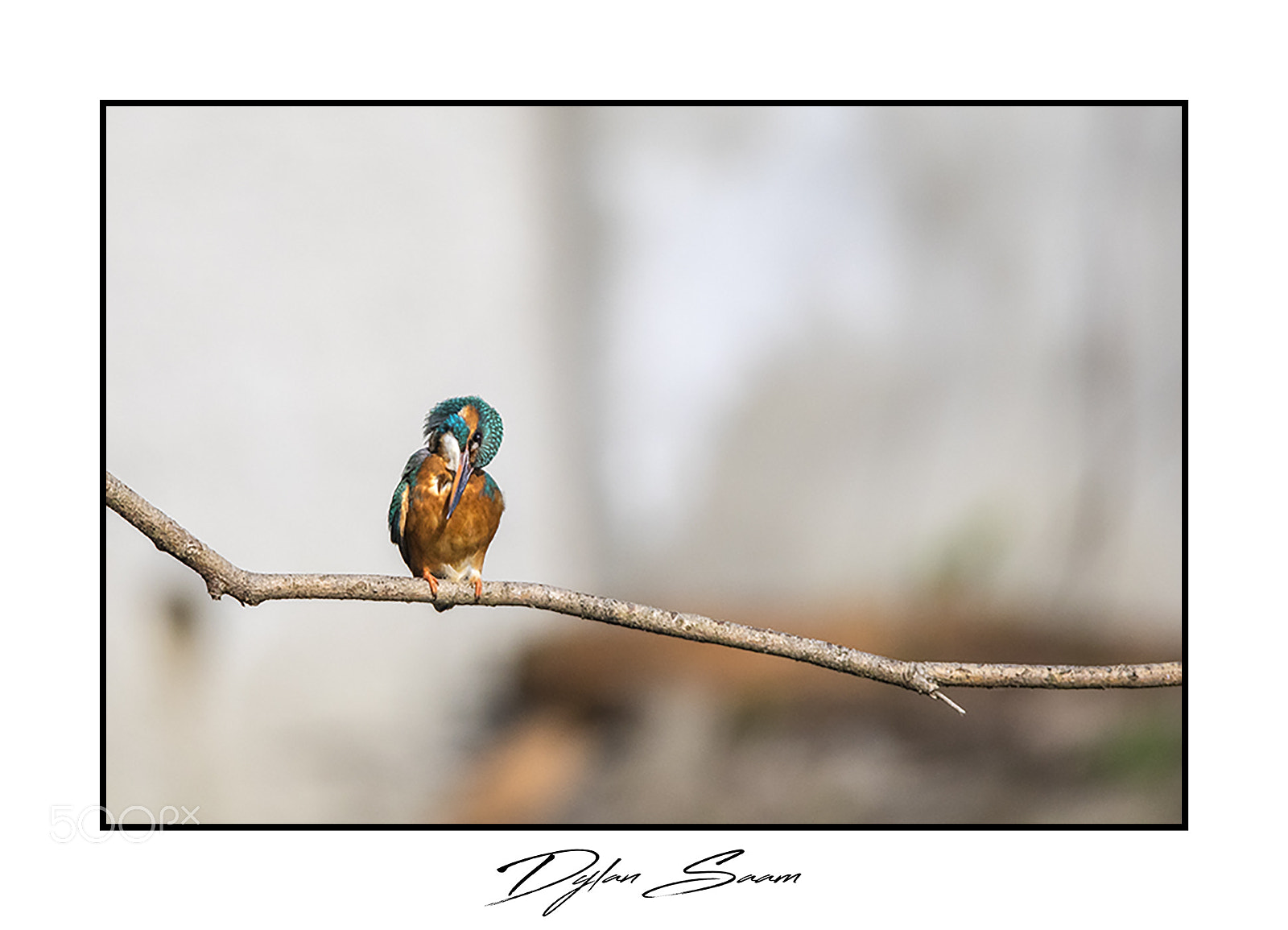 Canon EOS 5D Mark IV sample photo. Martin-pêcheur photography