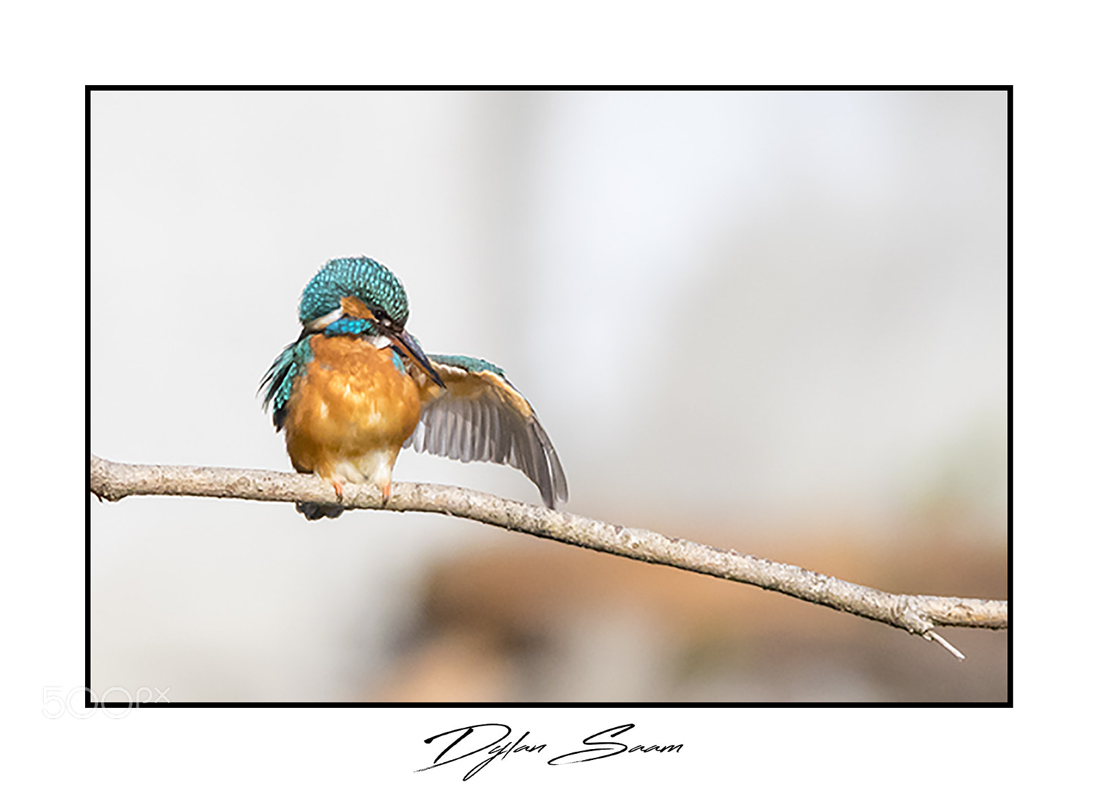 Canon EOS 5D Mark IV sample photo. Martin-pêcheur photography