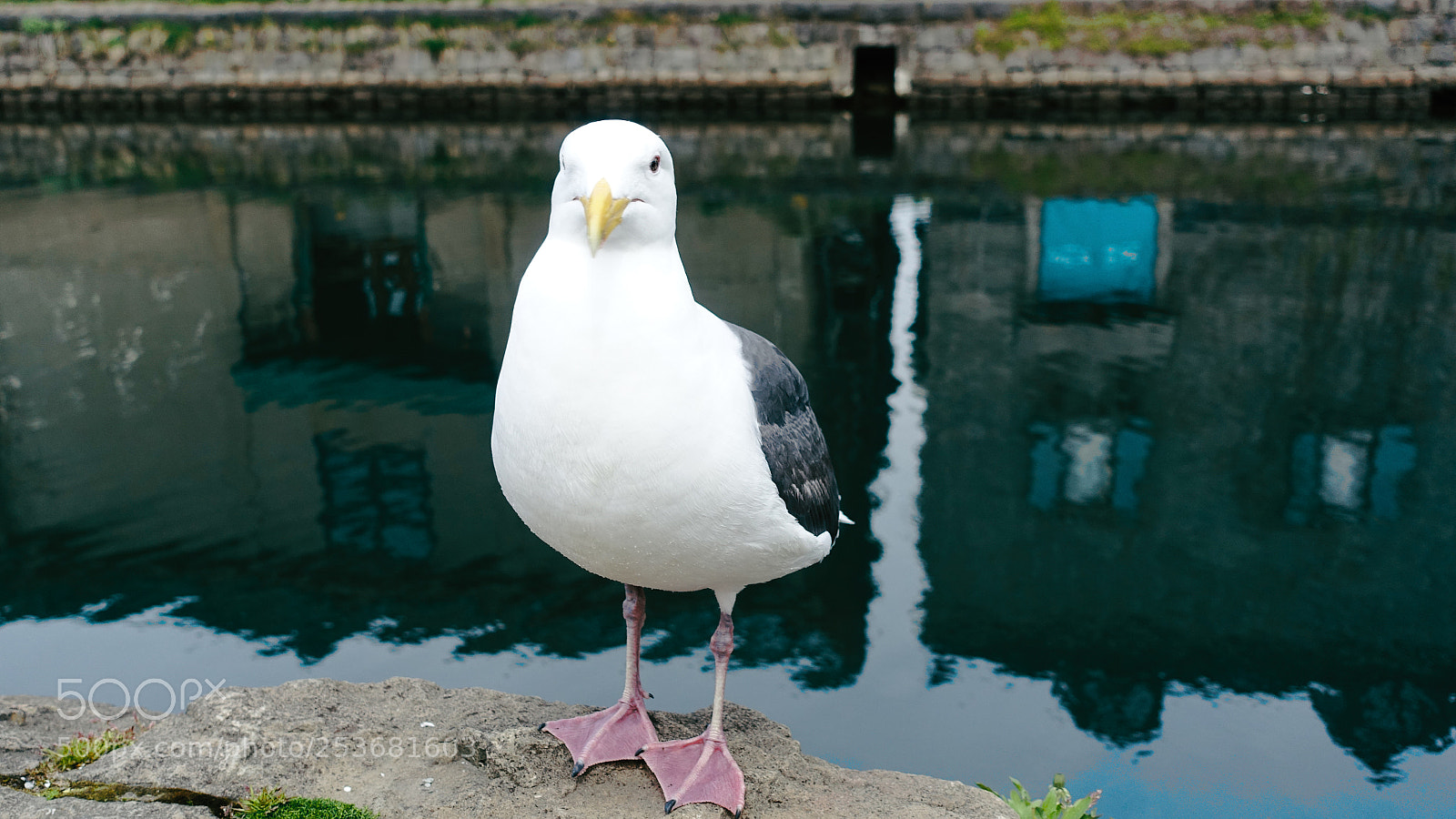 Sony Cyber-shot DSC-RX100 III sample photo. Animal photography