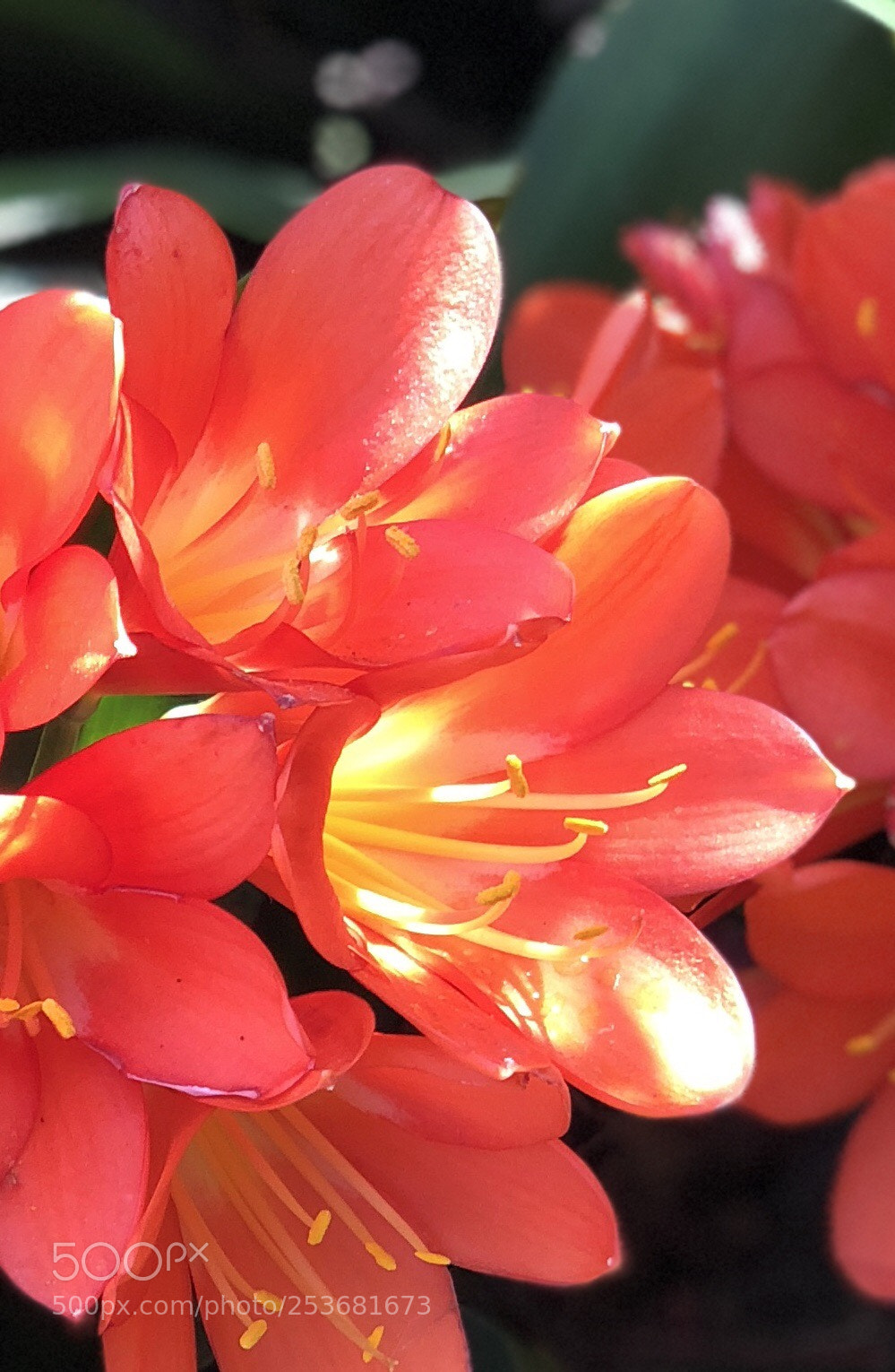 Apple iPhone X sample photo. Flower heart photography