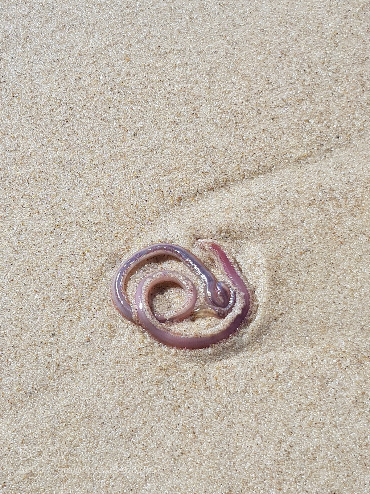 Samsung Galaxy S8 sample photo. Coiled photography