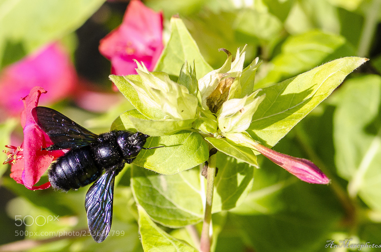 Nikon D7000 sample photo. Bzzzzzz () photography
