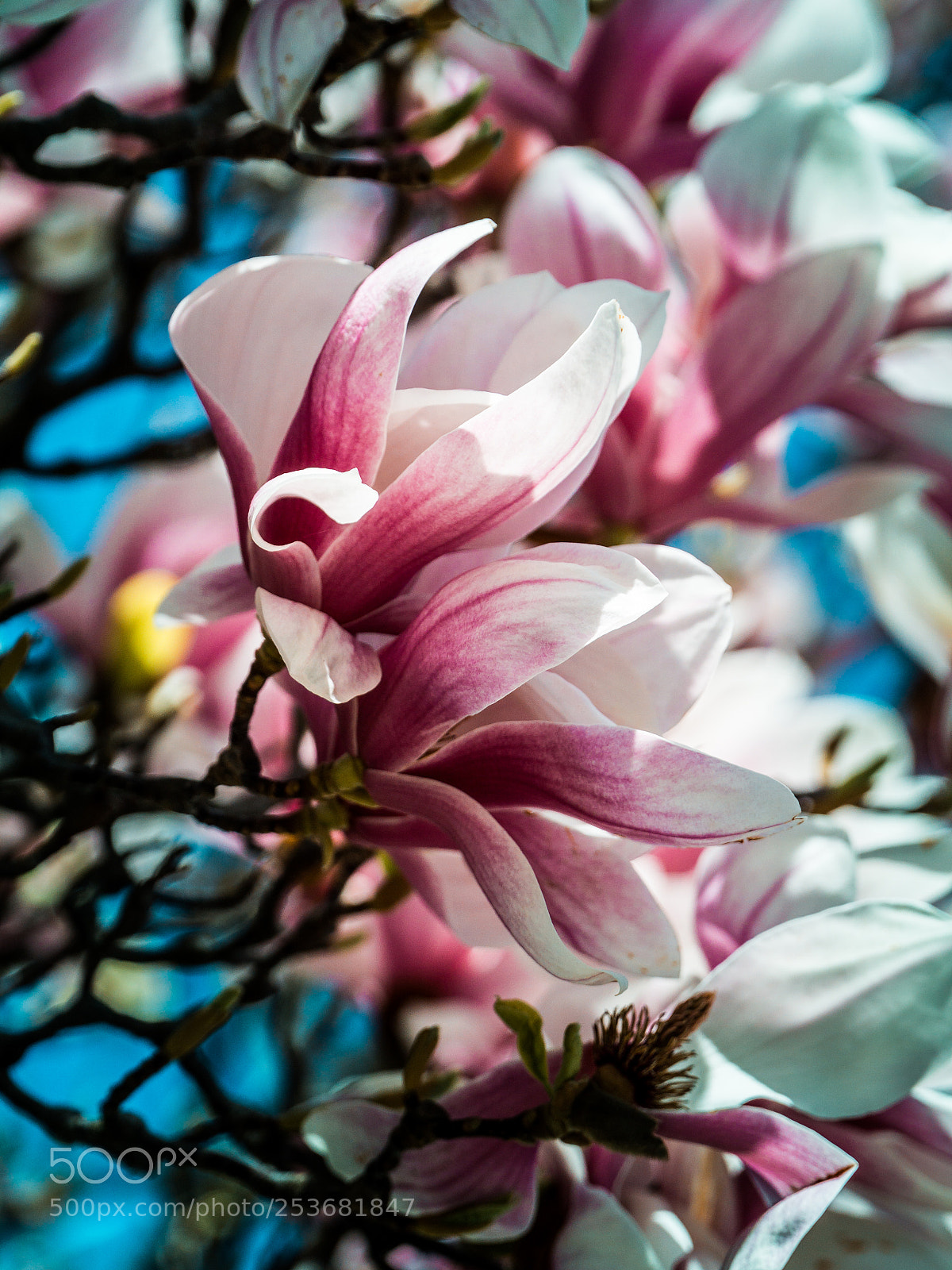 Sony a6000 sample photo. Magnolia photography