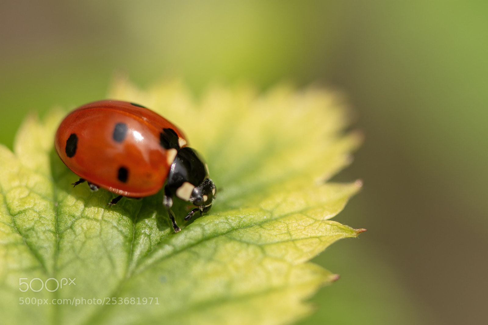 Nikon D7200 sample photo. Ladybird photography