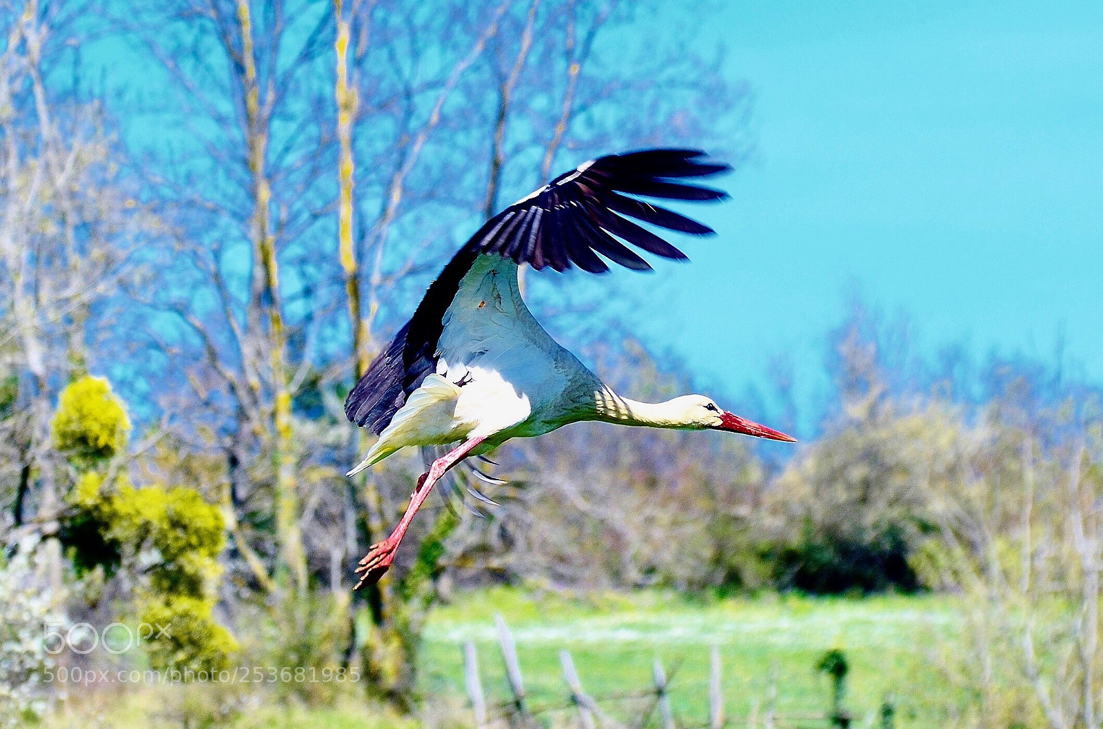 Nikon D7000 sample photo. Stork in flight photography