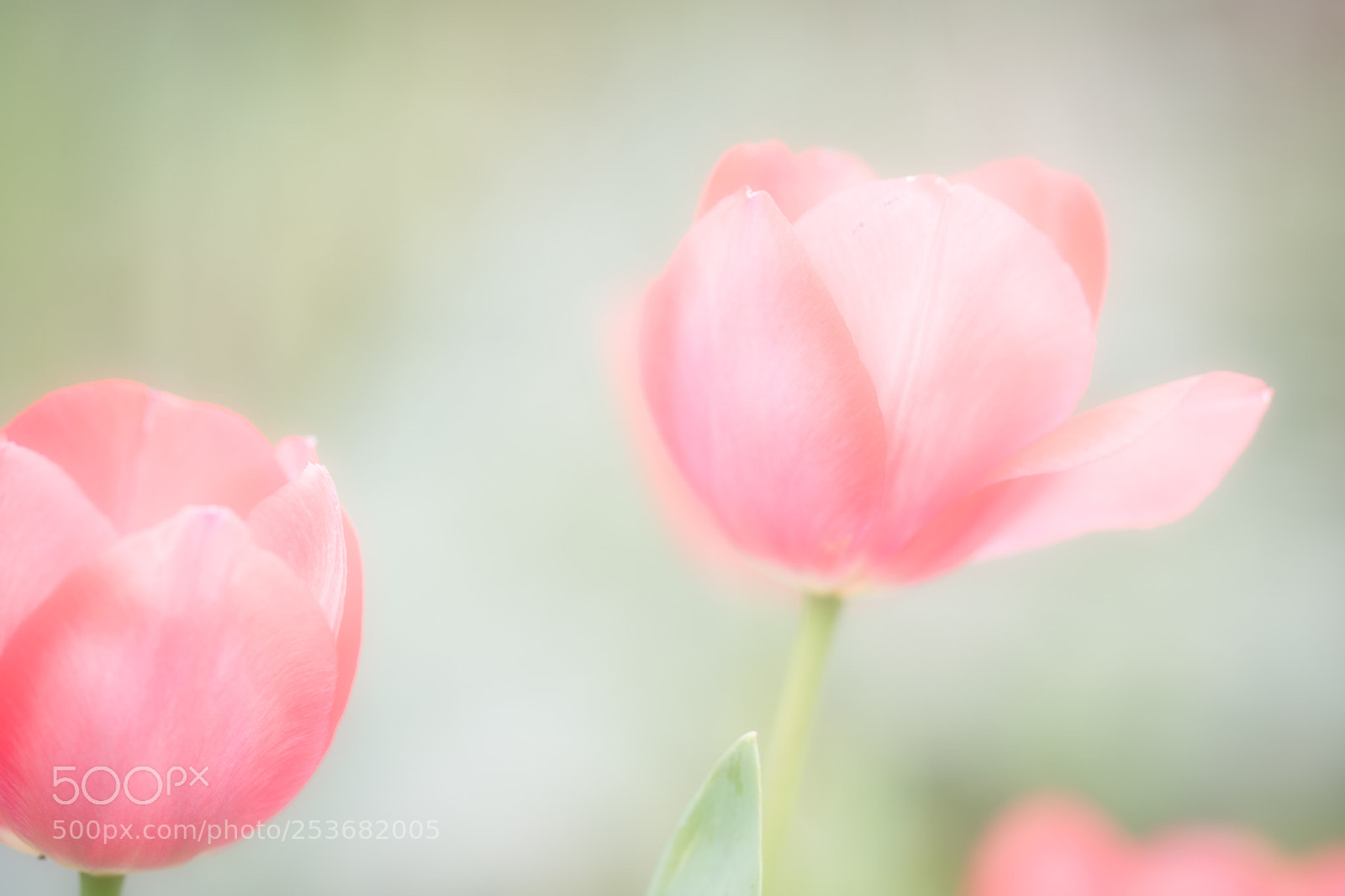 Fujifilm X-Pro2 sample photo. Tulips... photography