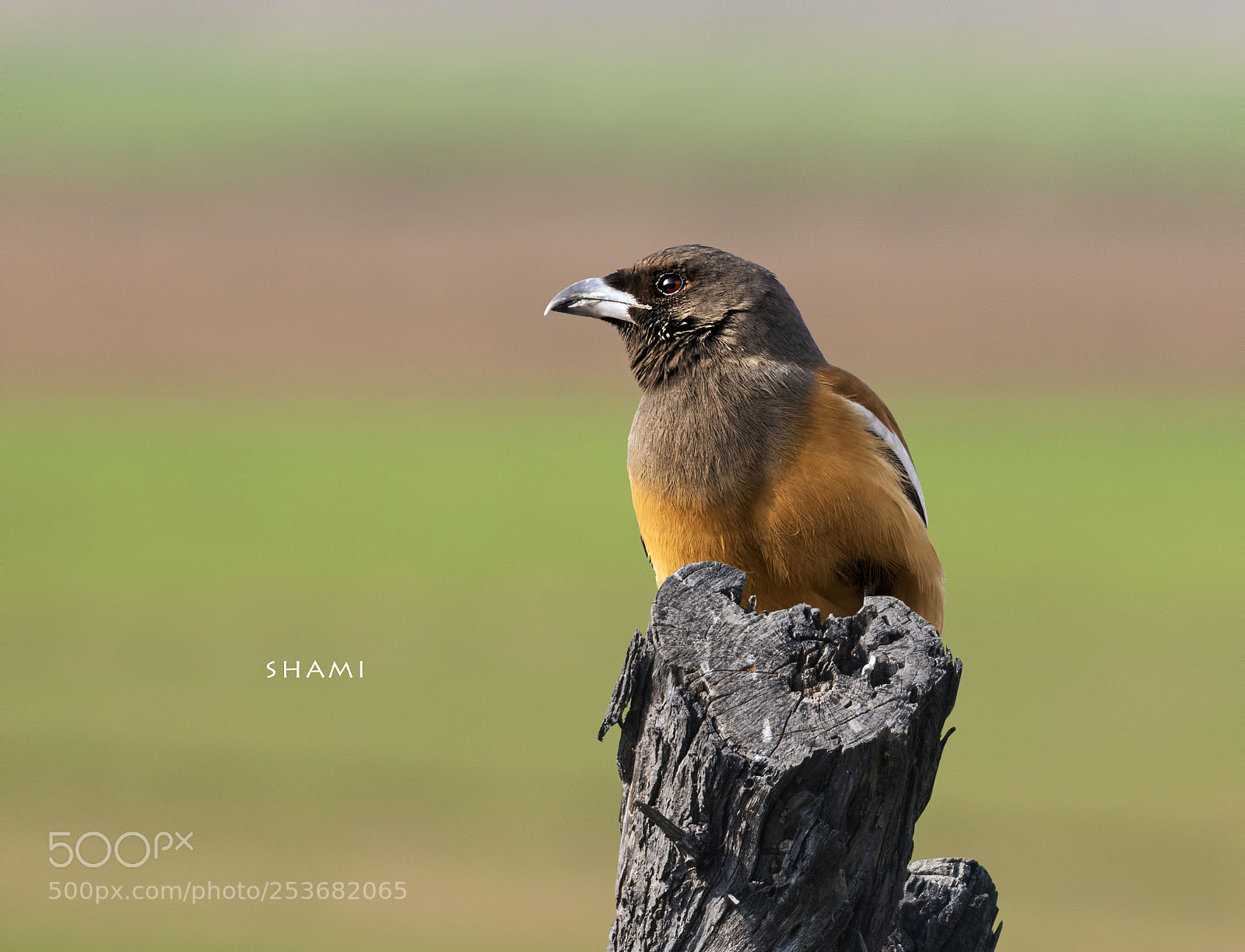 Nikon D800E sample photo. Rufous treepie photography
