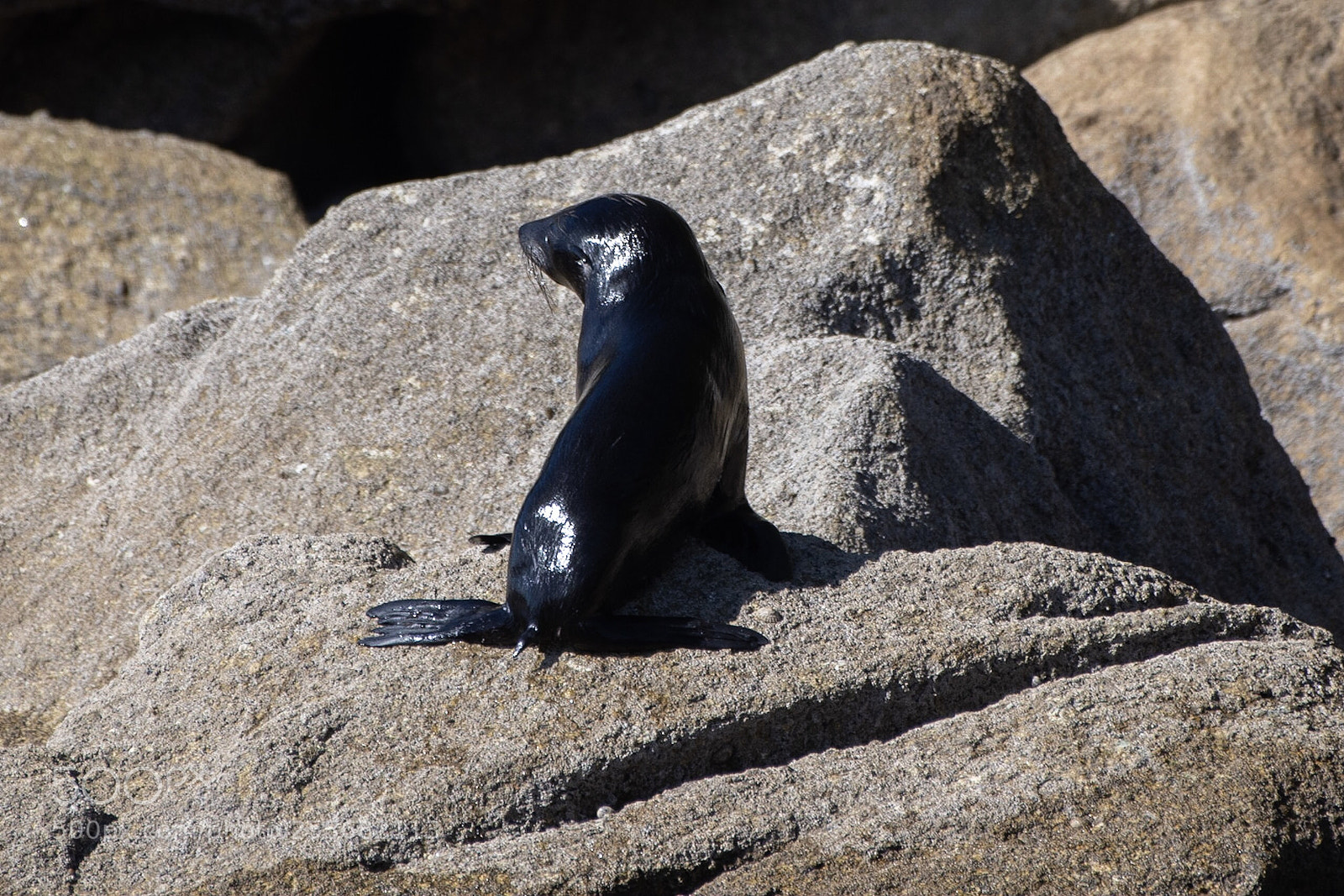 Nikon D500 sample photo. New zealand fur seal photography