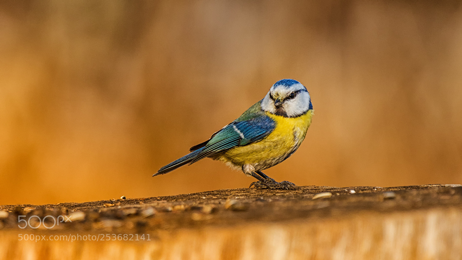 Canon EOS 80D sample photo. Blue tit photography