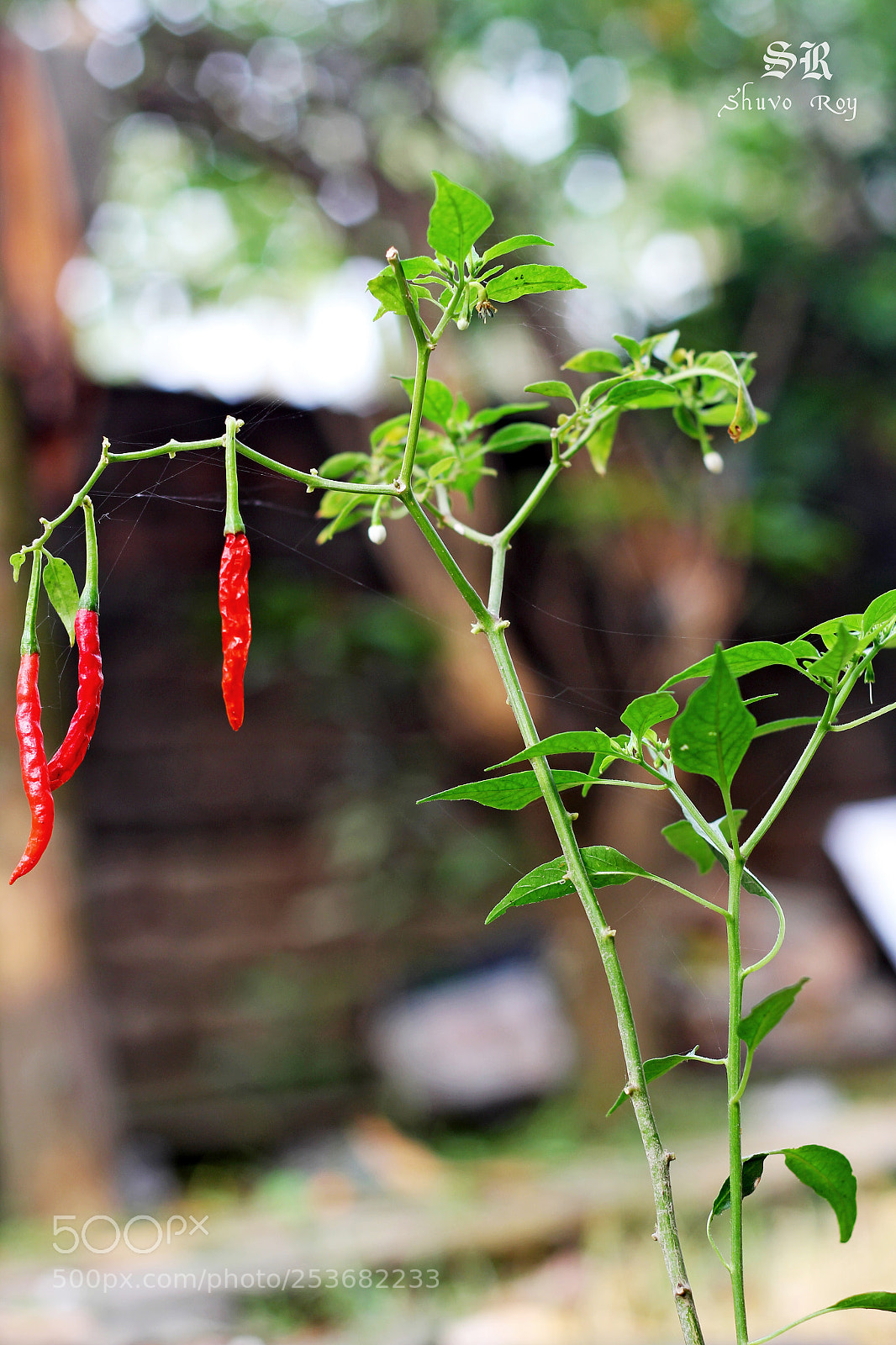 Canon EOS 60D sample photo.  chili plant. photography