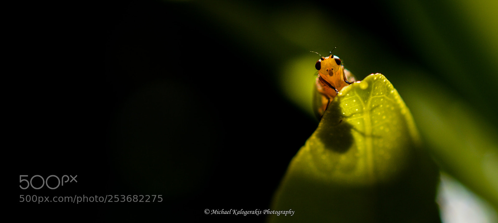 Nikon D3200 sample photo. "hello" photography