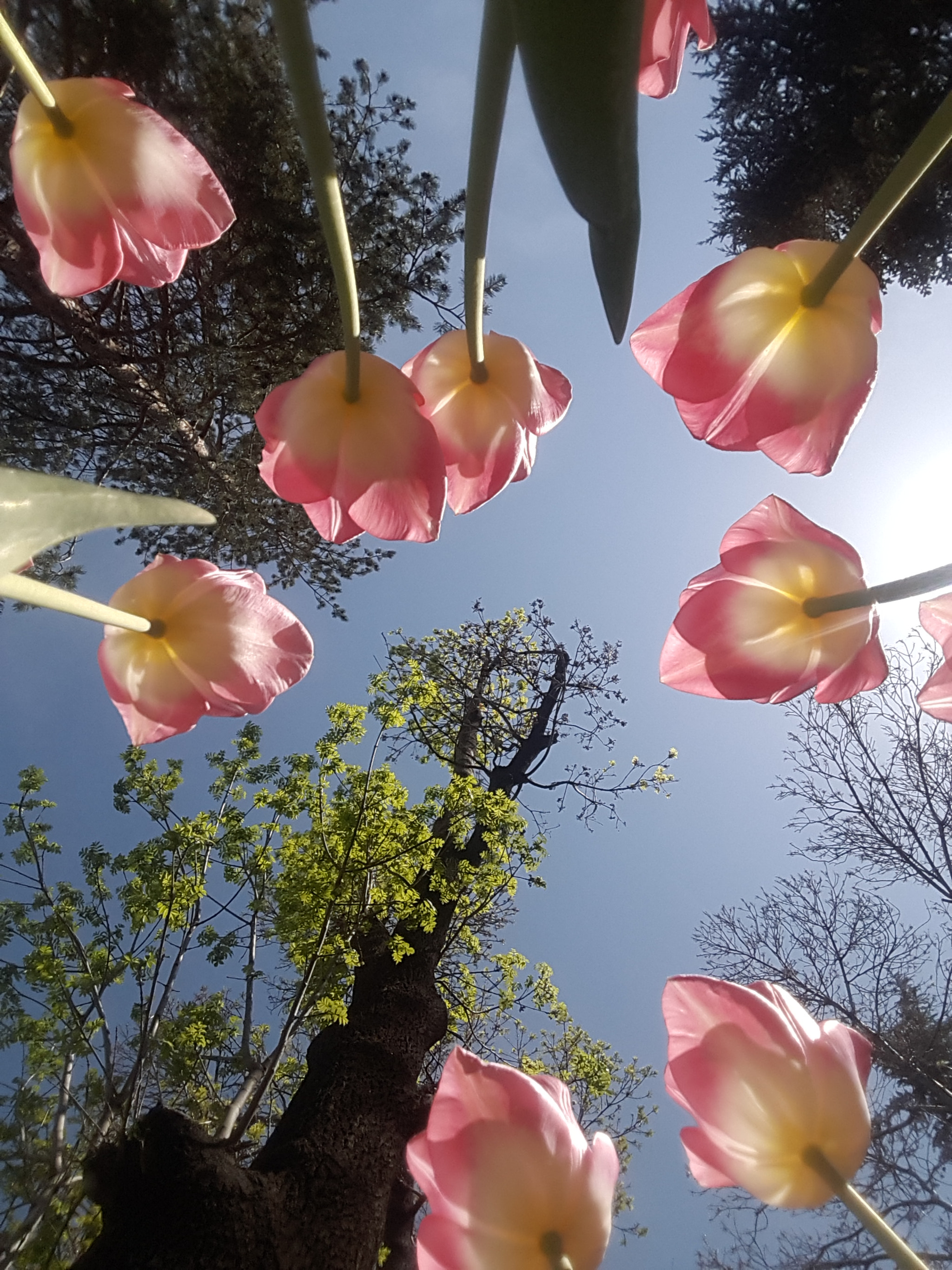 Samsung Galaxy A8 sample photo. Tulip season.. photography