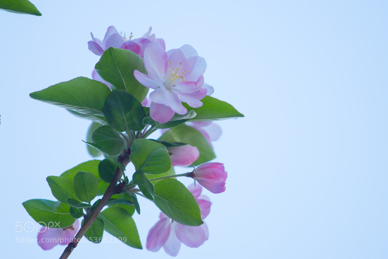 Canon EOS 70D sample photo. 是一树梨花也不压的海棠 photography