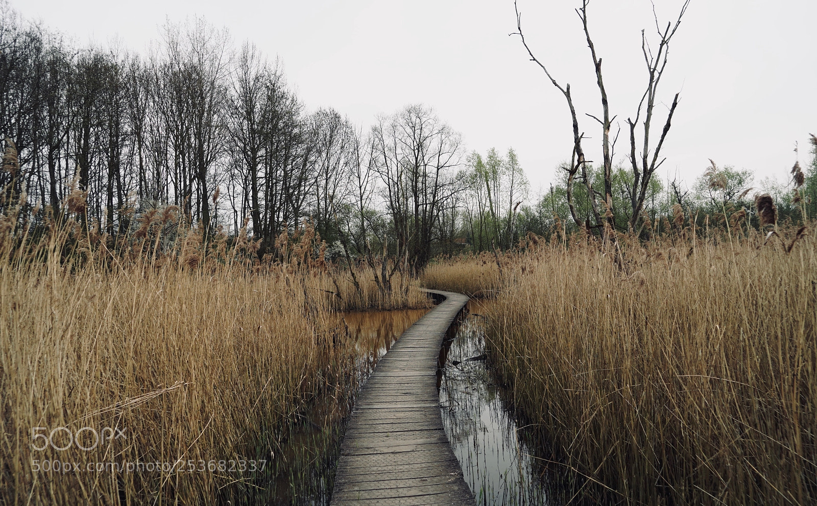 Sony a7 III sample photo. Path in nature photography