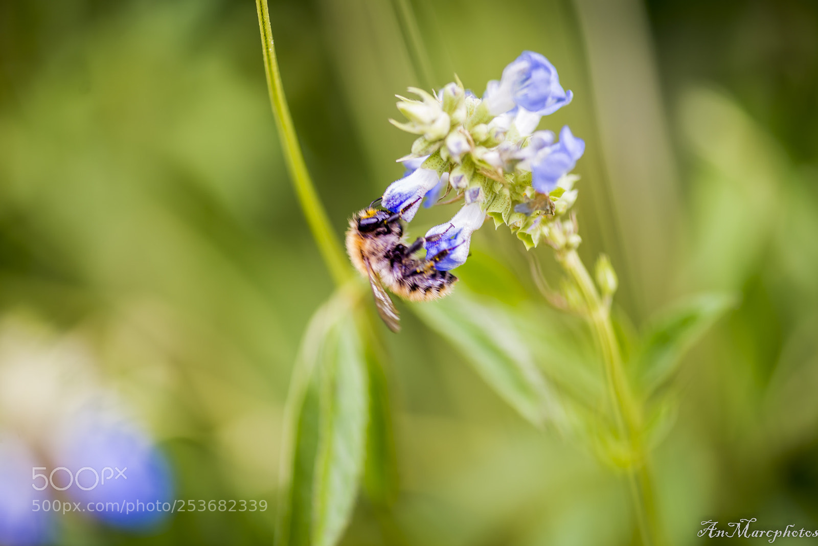 Nikon D610 sample photo. Bzzzzzz () photography