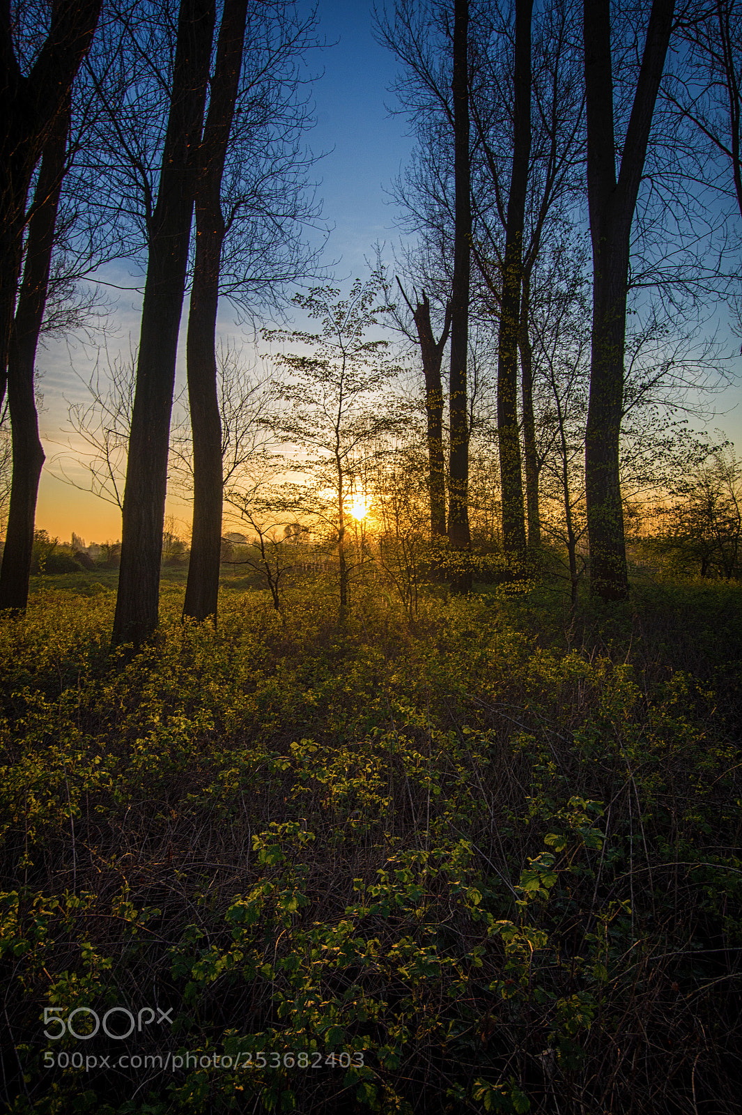 Sony SLT-A58 sample photo. Morning glade photography