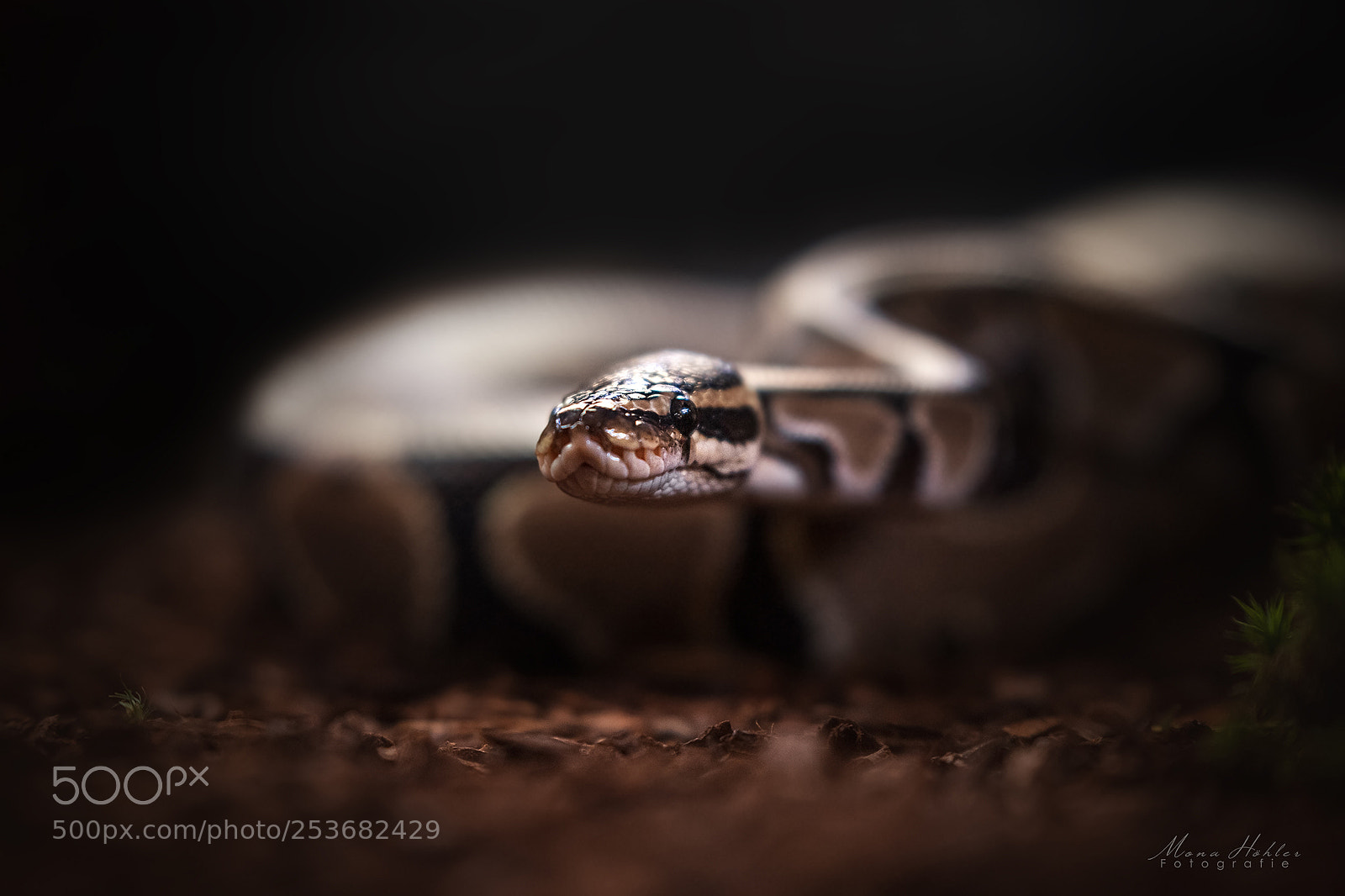 Nikon D3 sample photo. Python regius photography