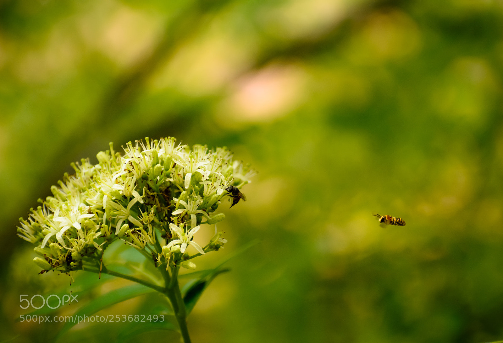Nikon D5200 sample photo. Untitled photography