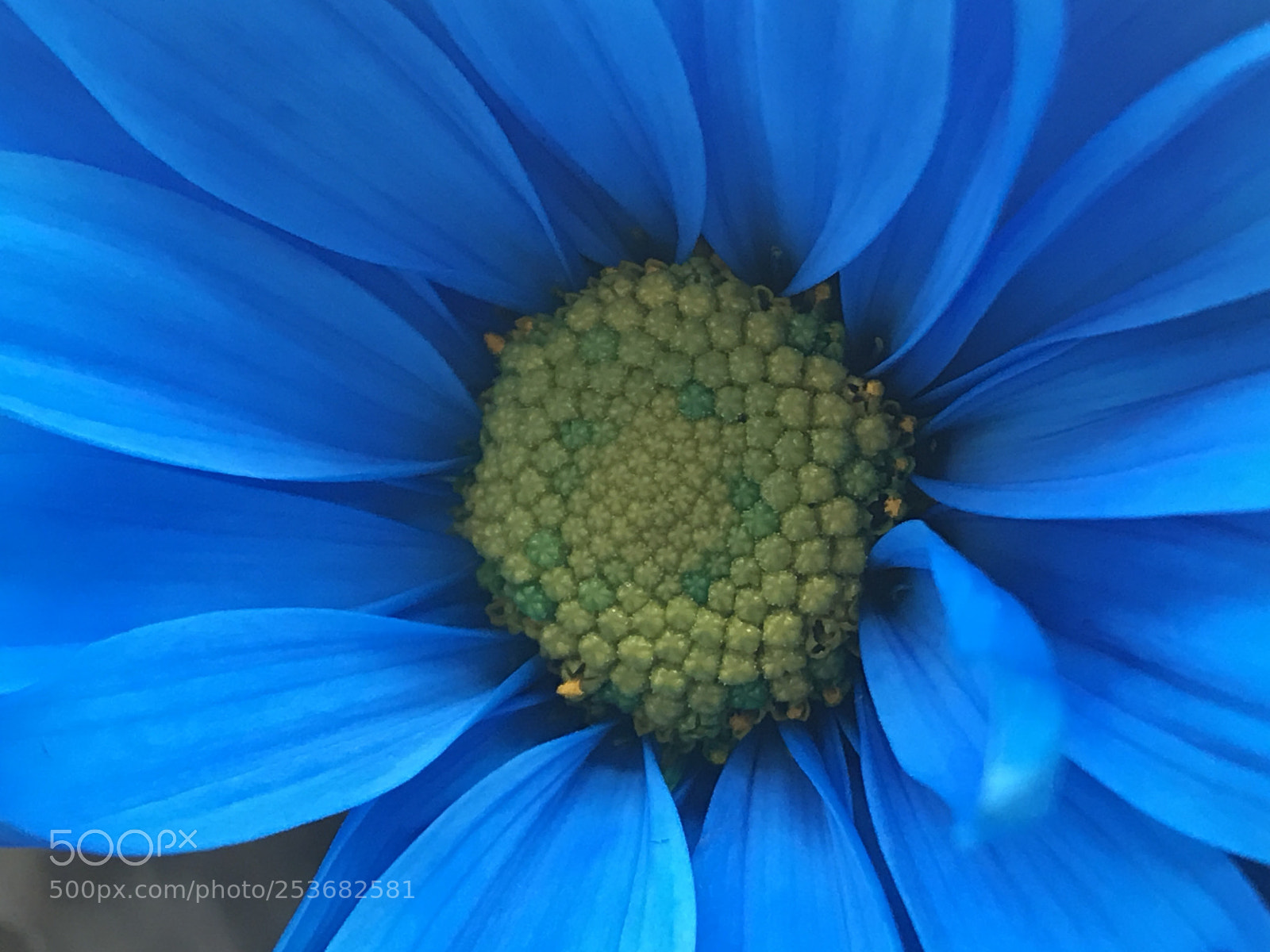 Apple iPhone 7 Plus sample photo. Blue flower photography
