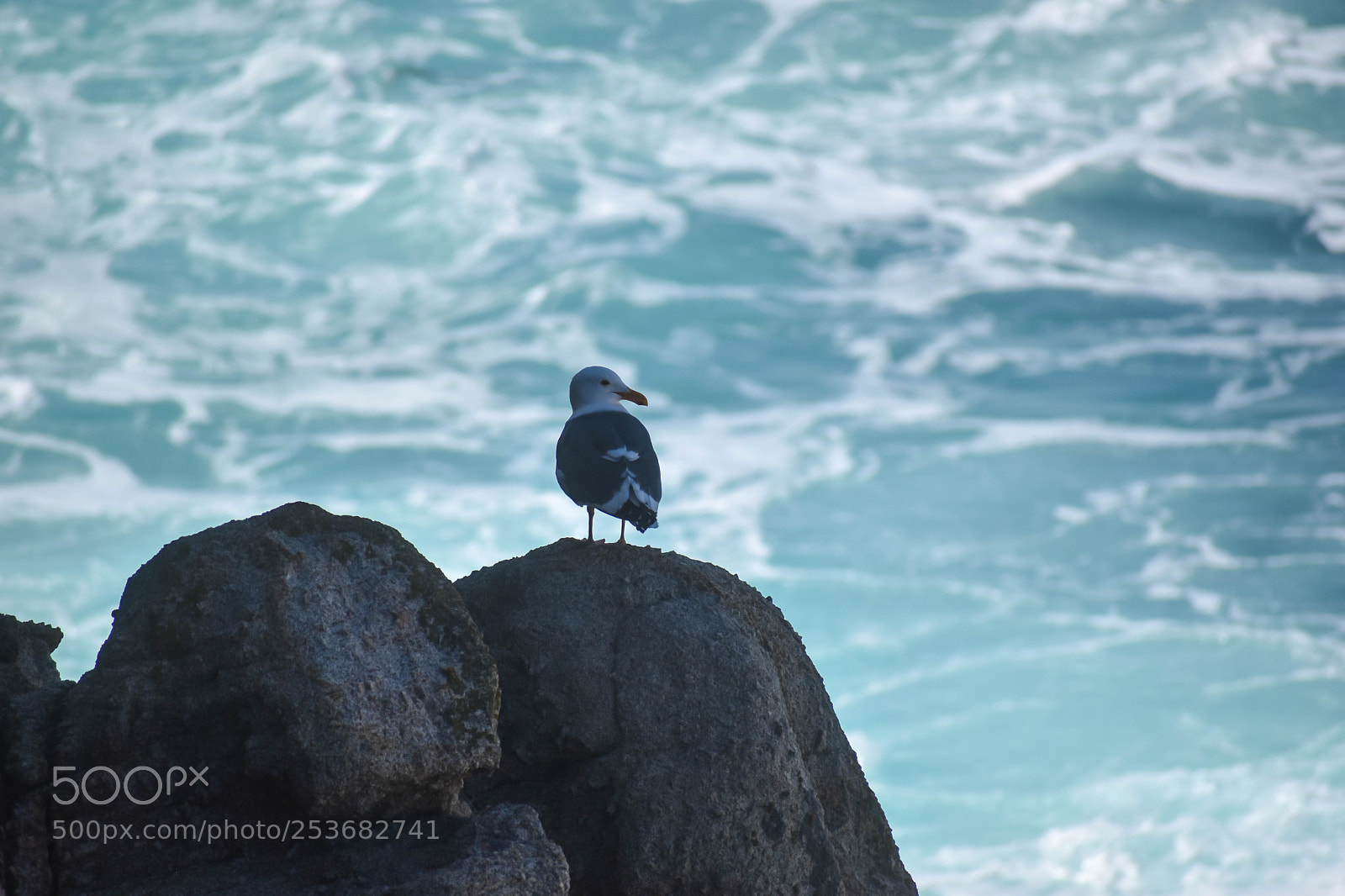 Nikon D5600 sample photo. Seagull photography