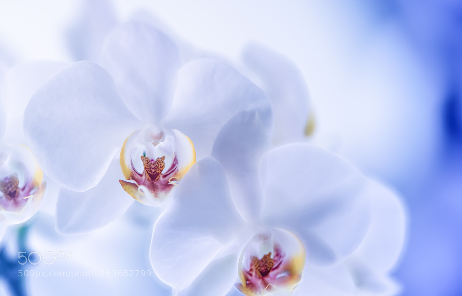 Nikon D850 sample photo. Shining spring photography